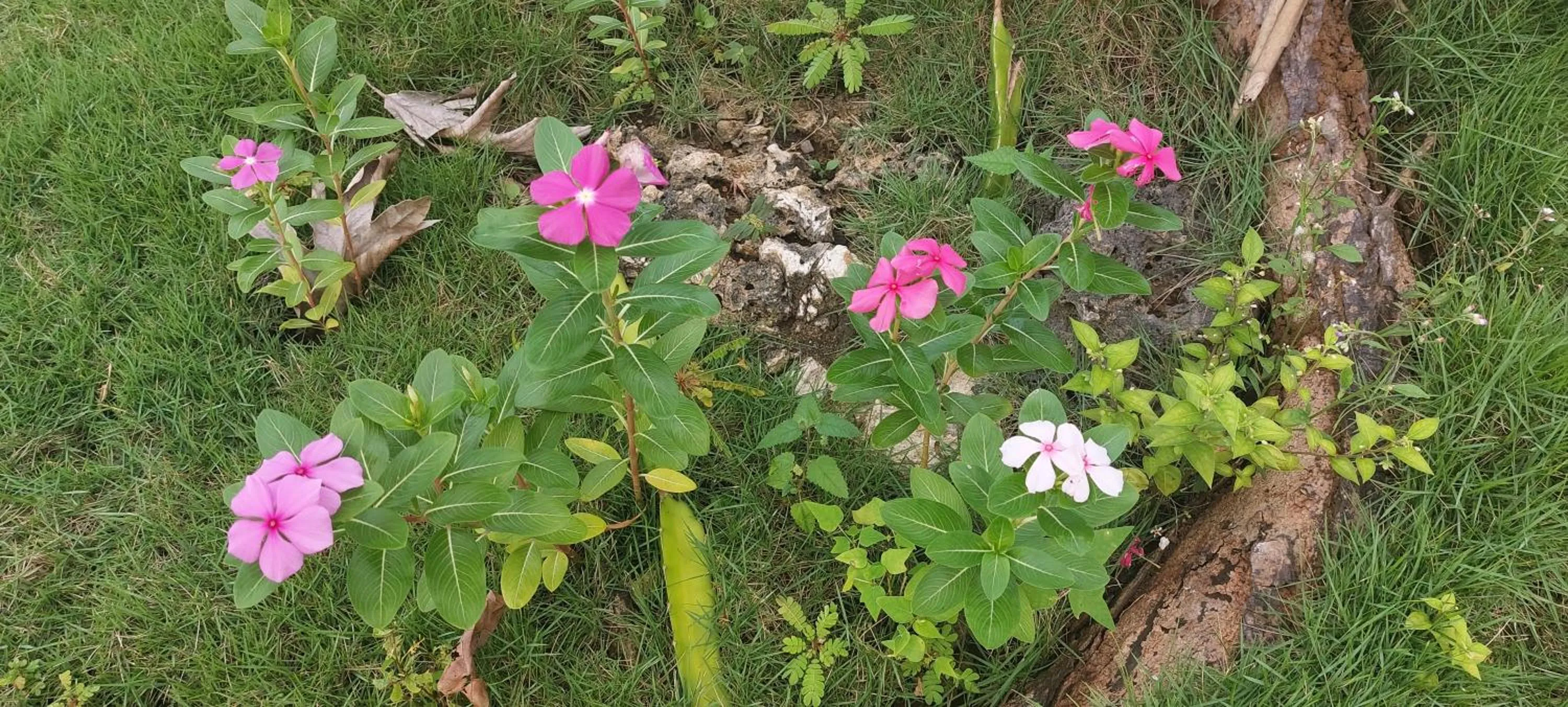 Andnindot garden resort