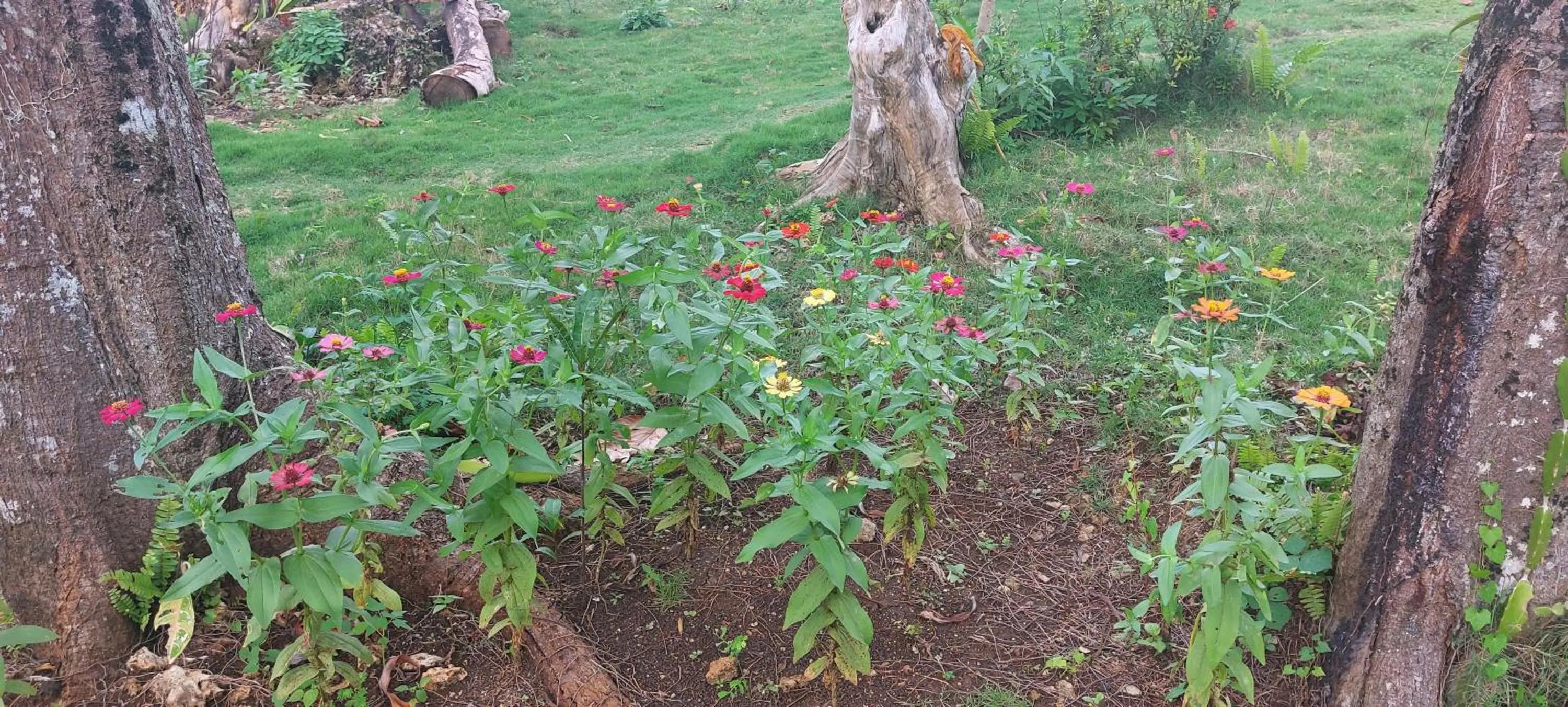 Andnindot garden resort