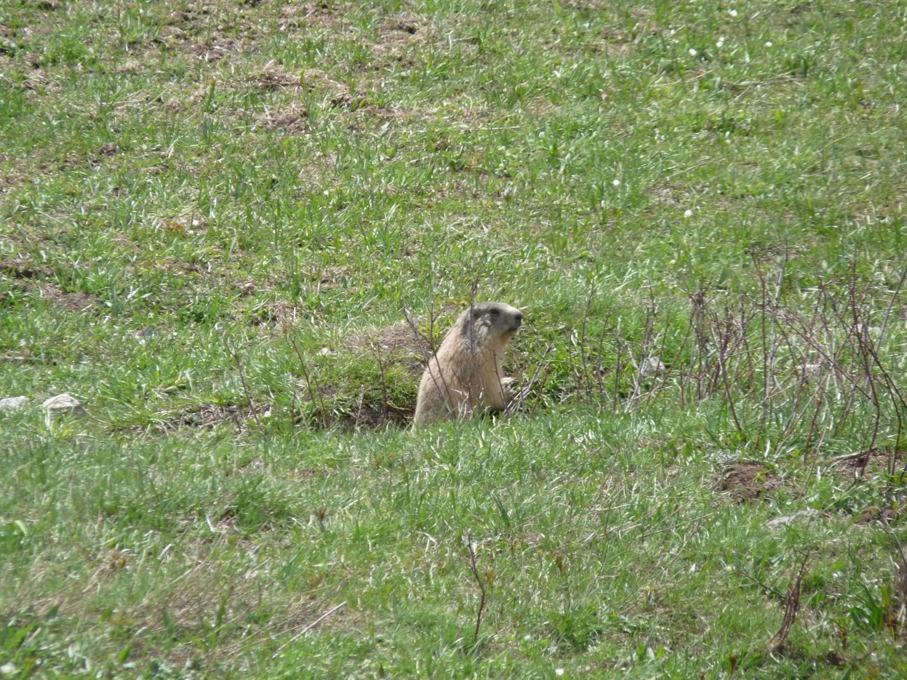 Les marmottes d Estenc