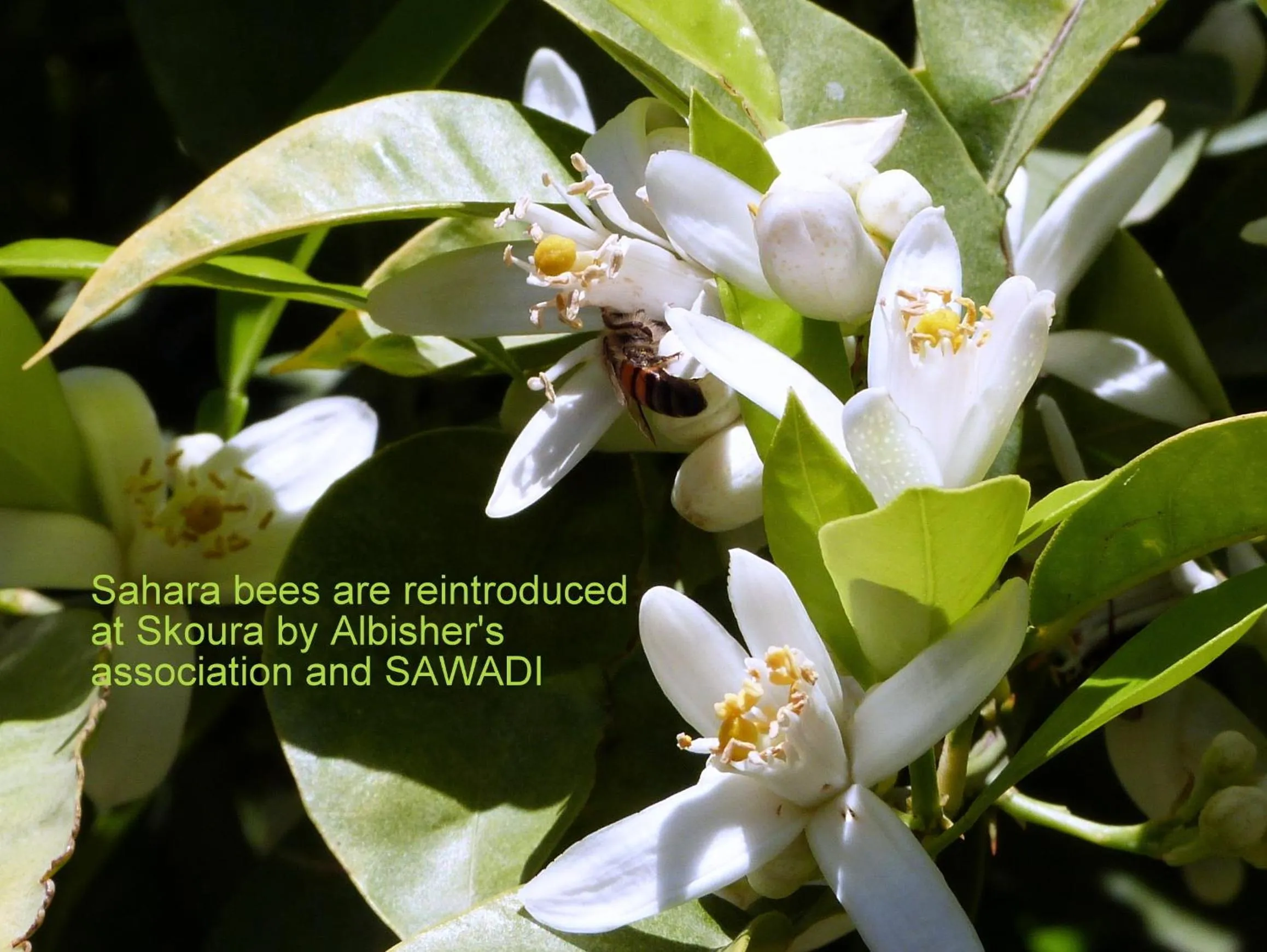 Other in Sawadi Ecolodge