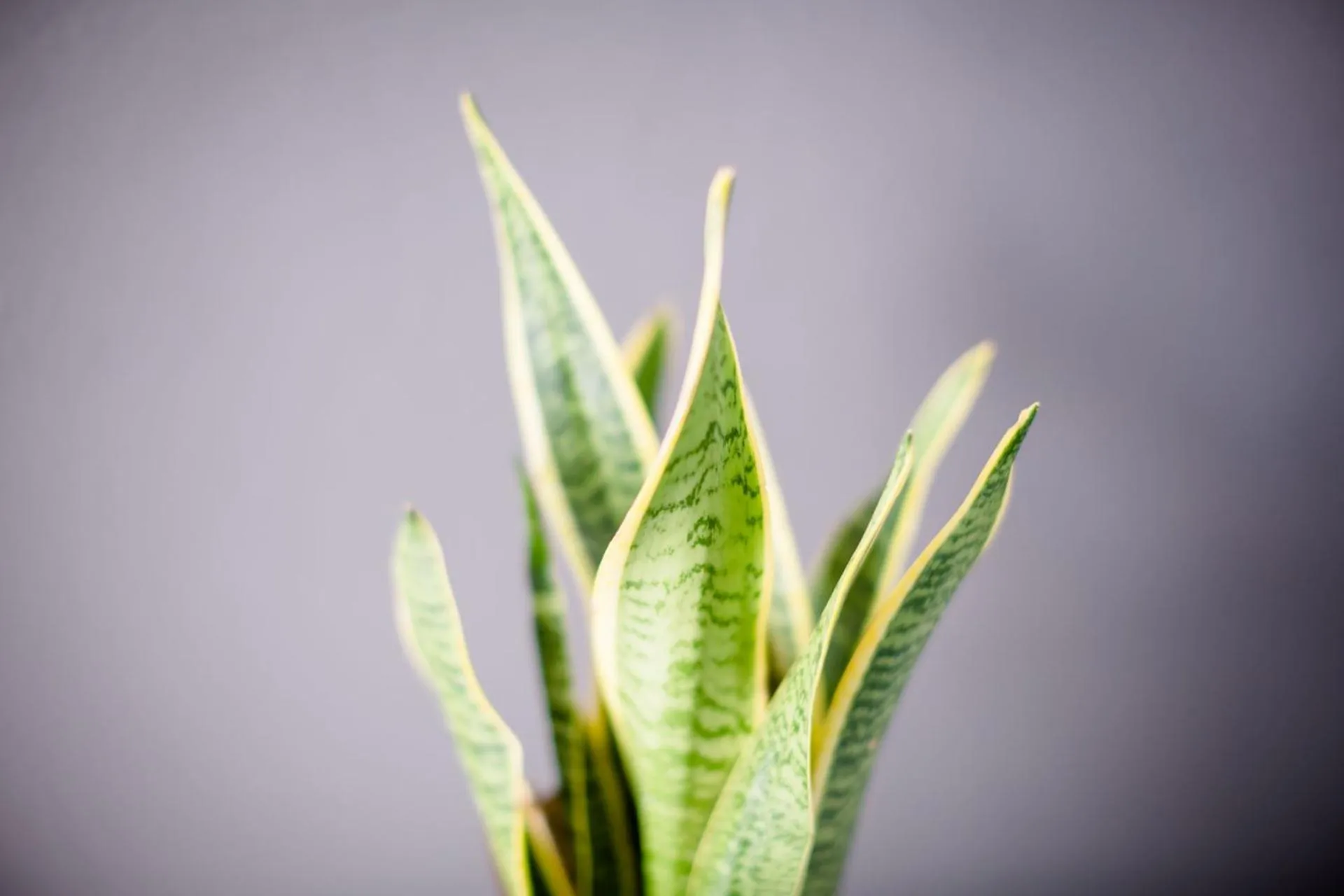 Decorative detail in Hotel Conchiglia