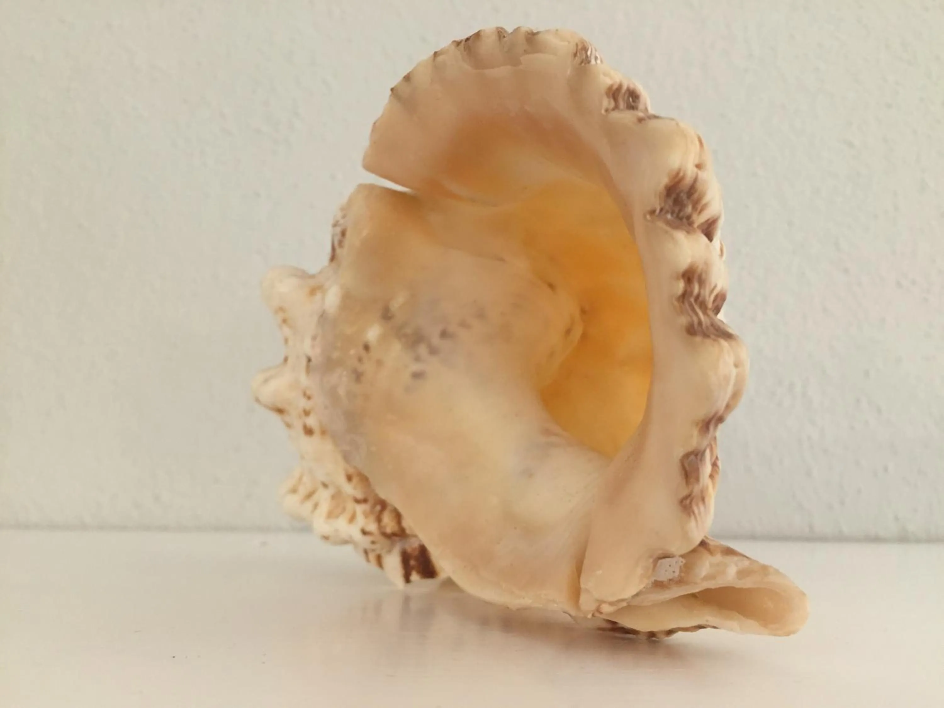 Decorative detail in Hotel Conchiglia