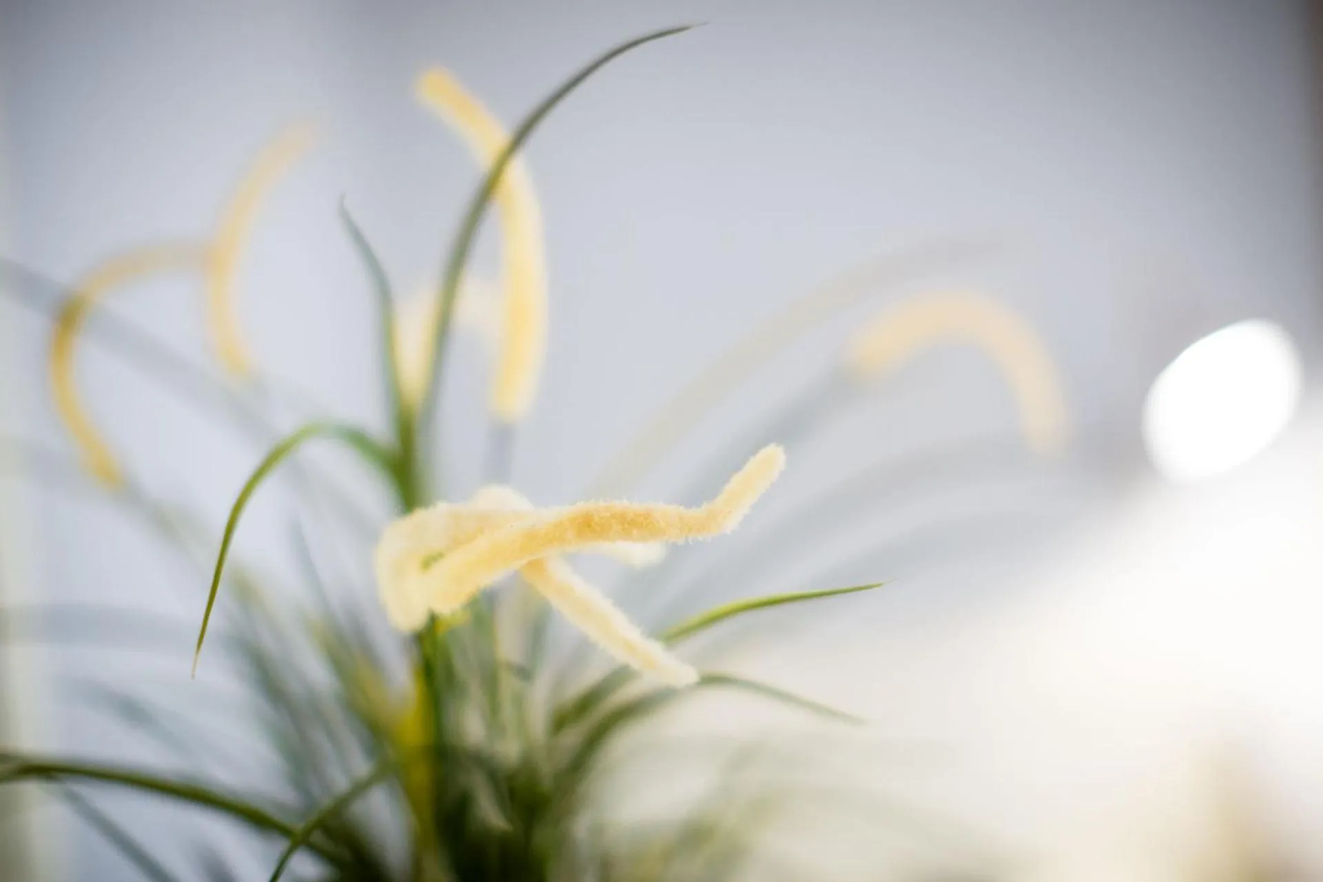 Decorative detail in Hotel Conchiglia