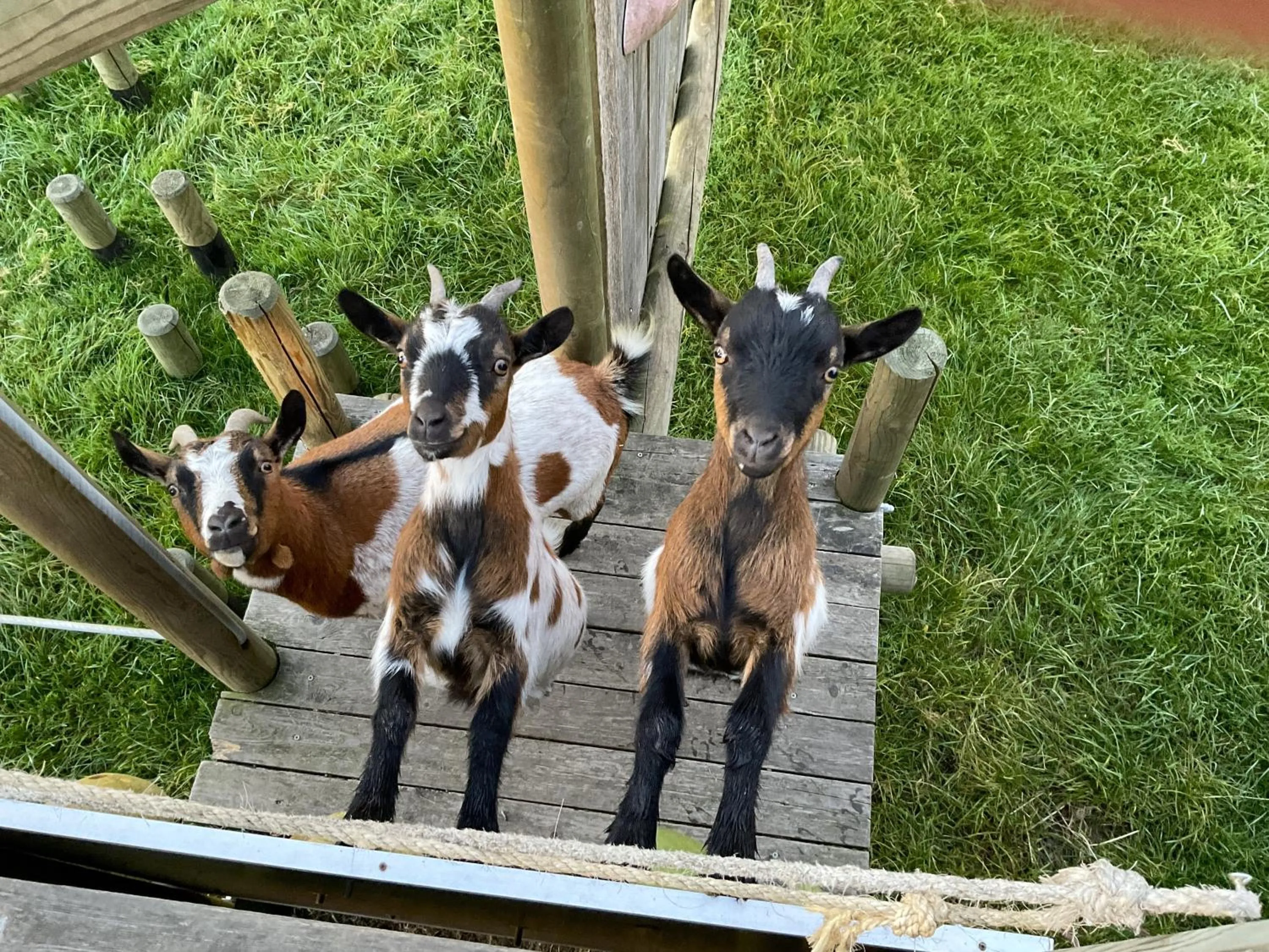 Animals in Hotel - B&B PassaDia