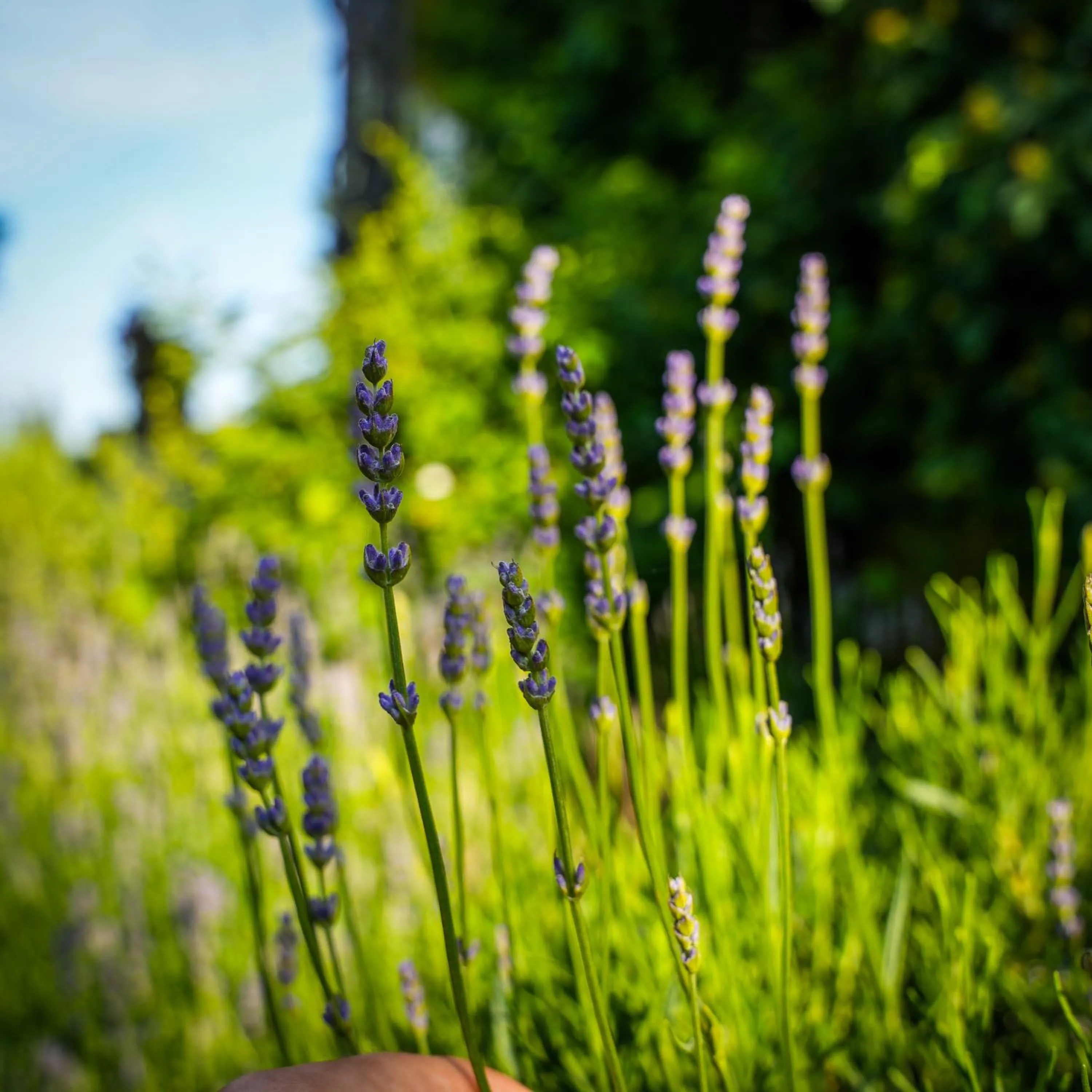 Garden in Albergo-Toscana