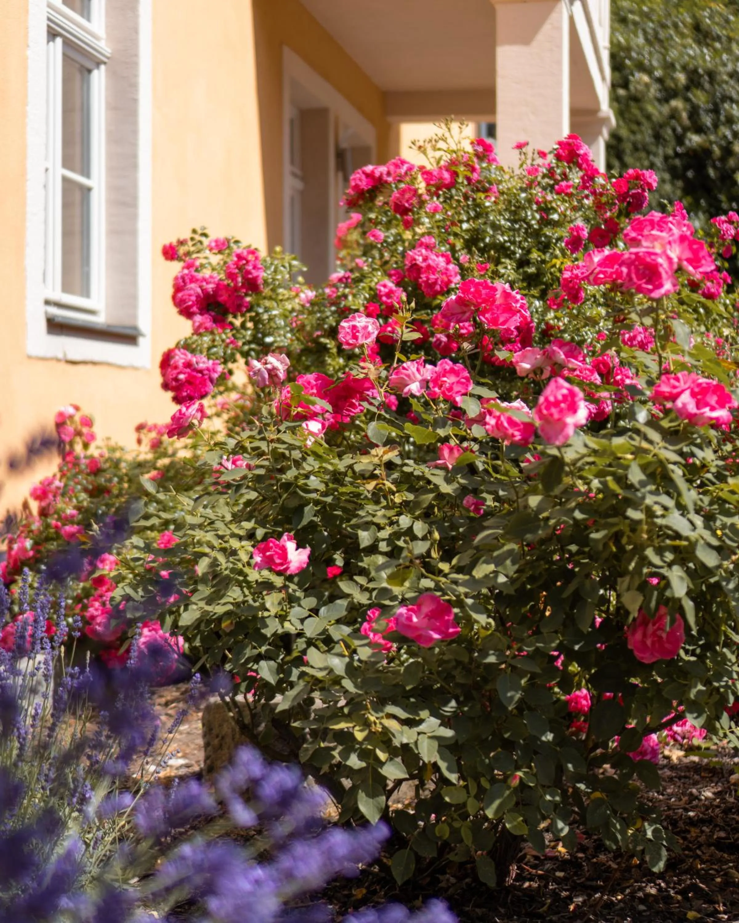 Garden in Albergo-Toscana