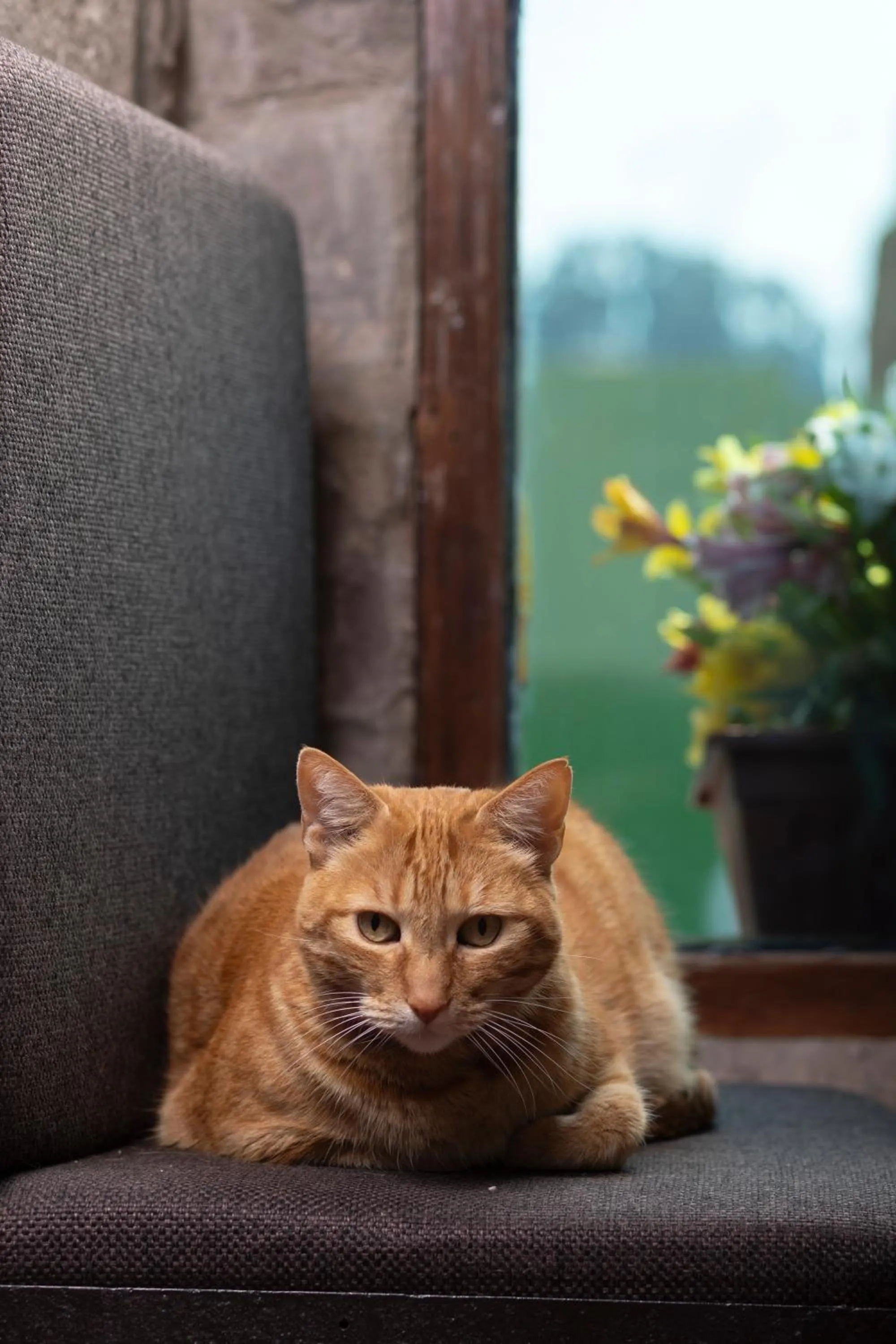 pet friendly in Hostal Teatro Inka