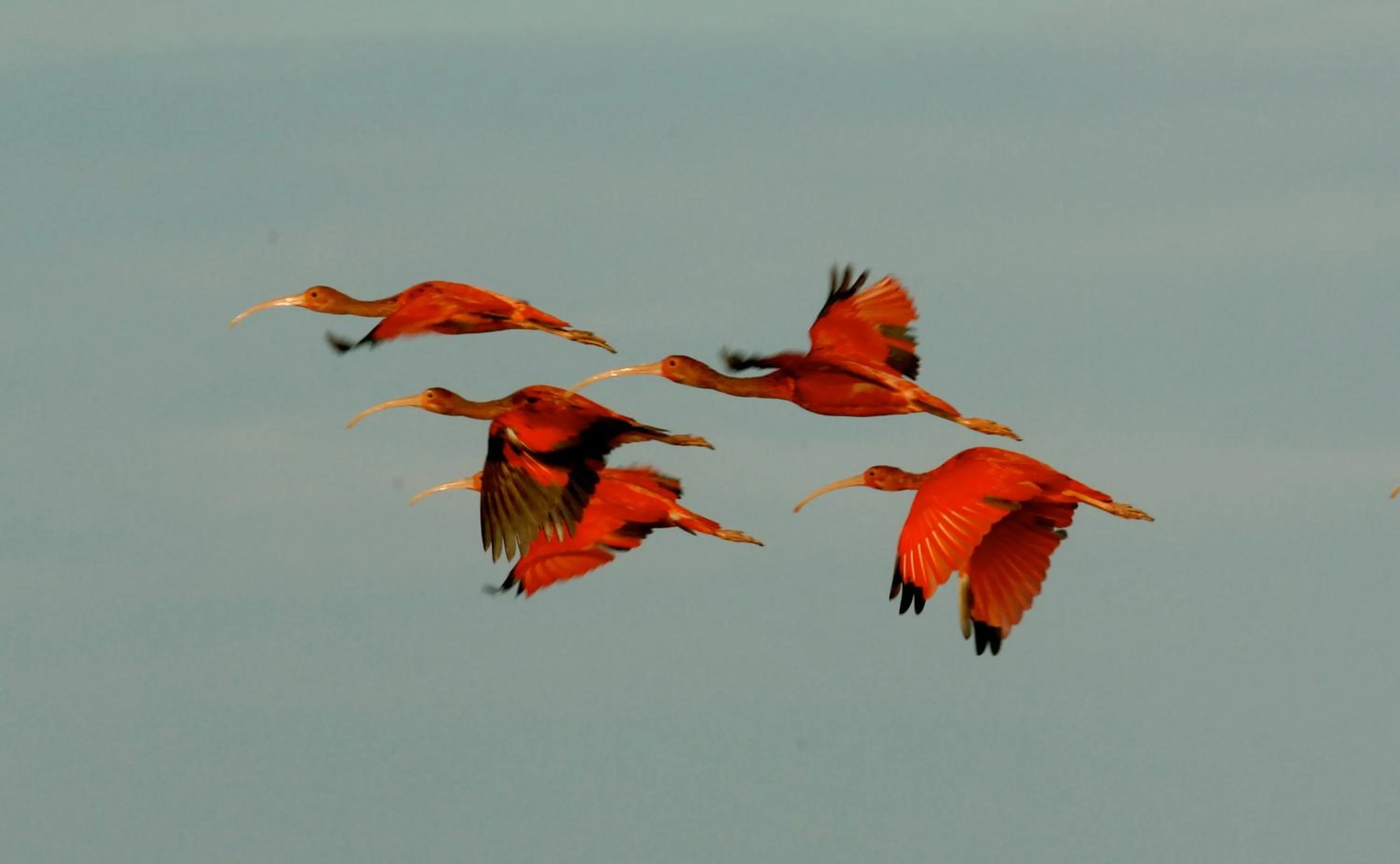 Animals in Pousada Jagatá