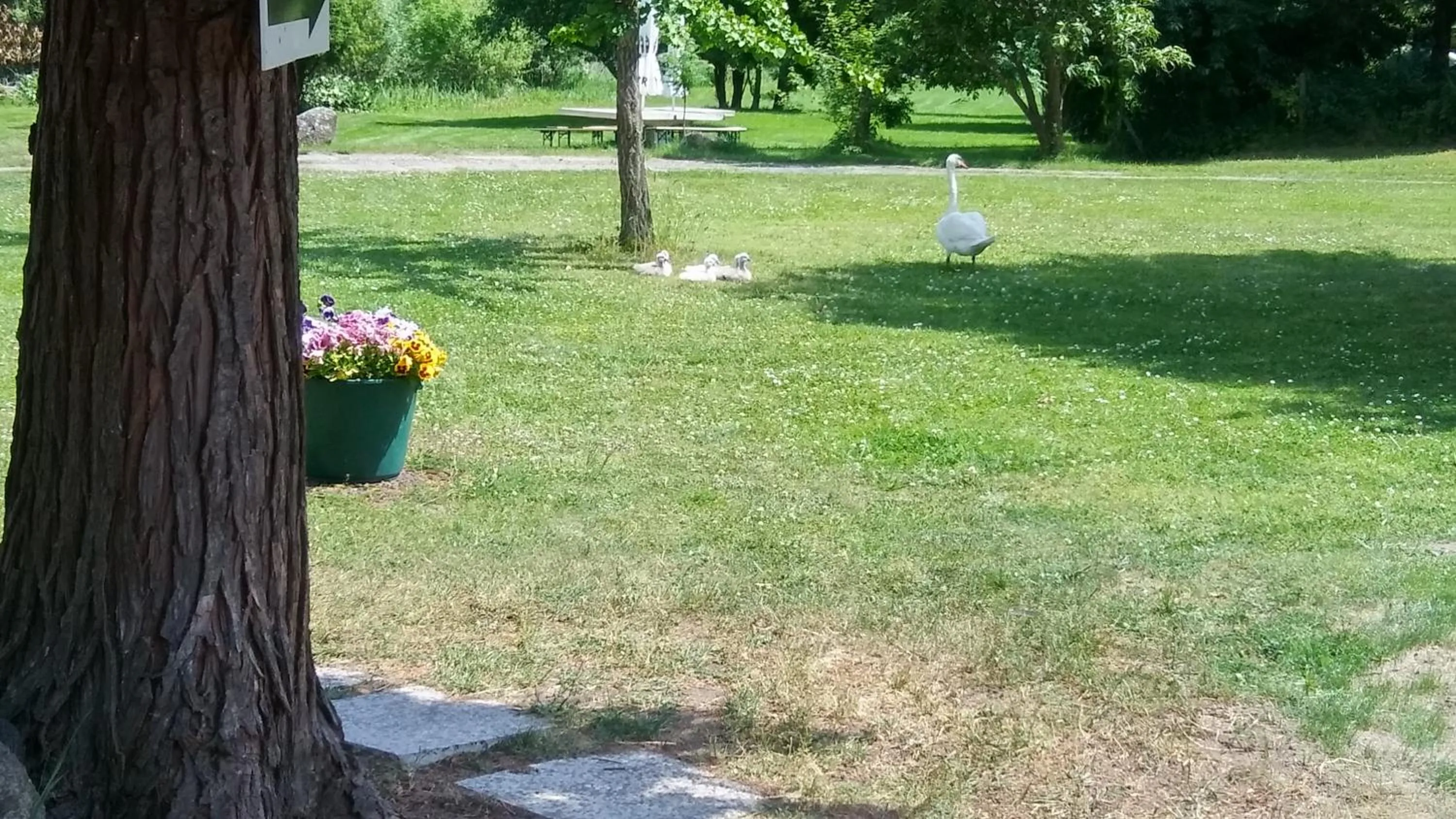 Garden in Landhotel Cafe Prälank