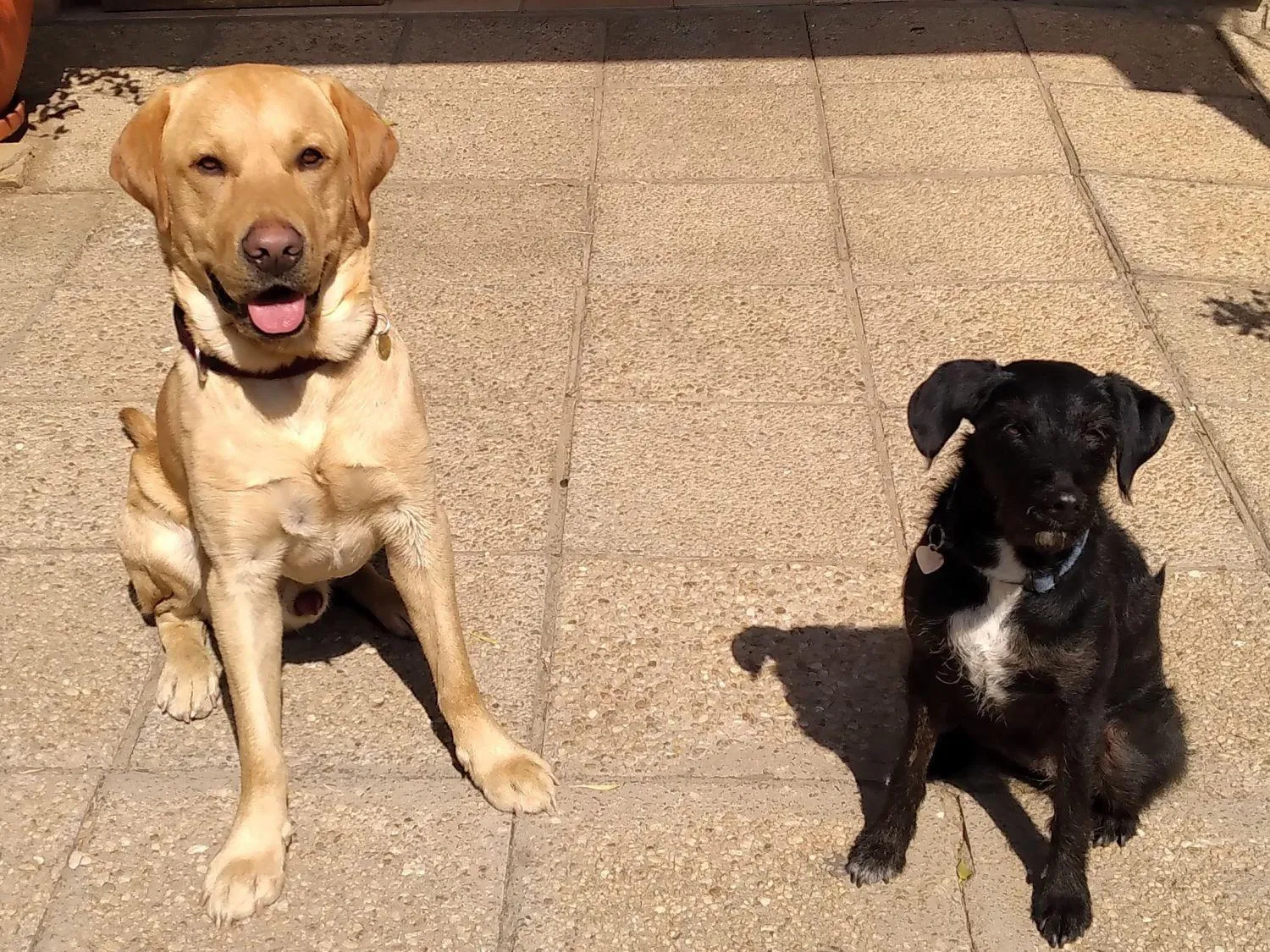 Pets in Hotel Uhland