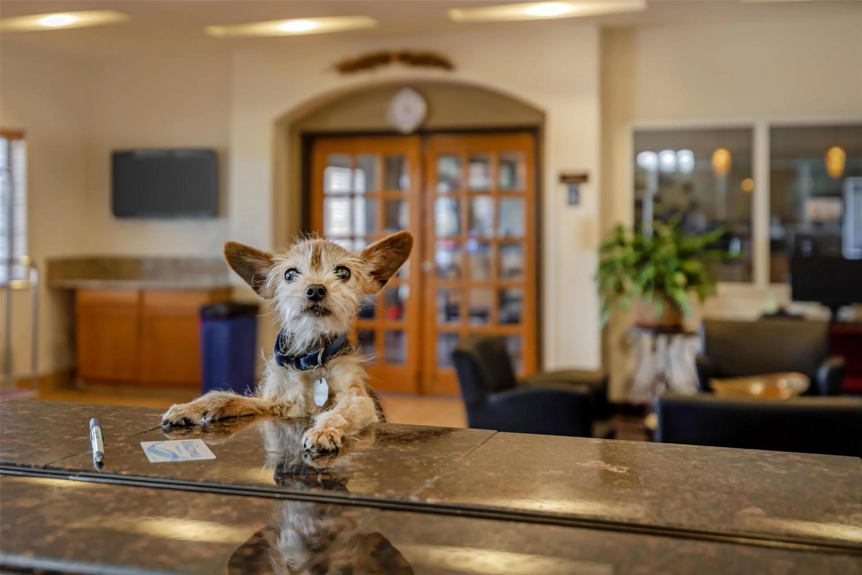 Lobby or reception in Best Western Firestone Inn & Suites