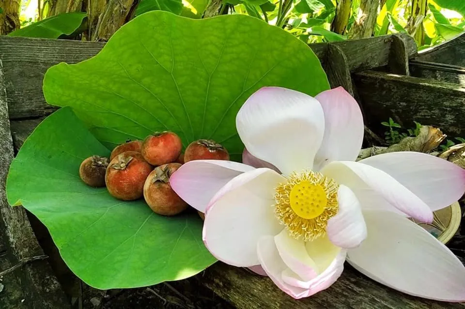 Ayutthaya Garden River Home
