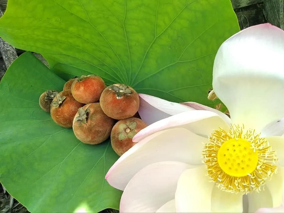 Ayutthaya Garden River Home