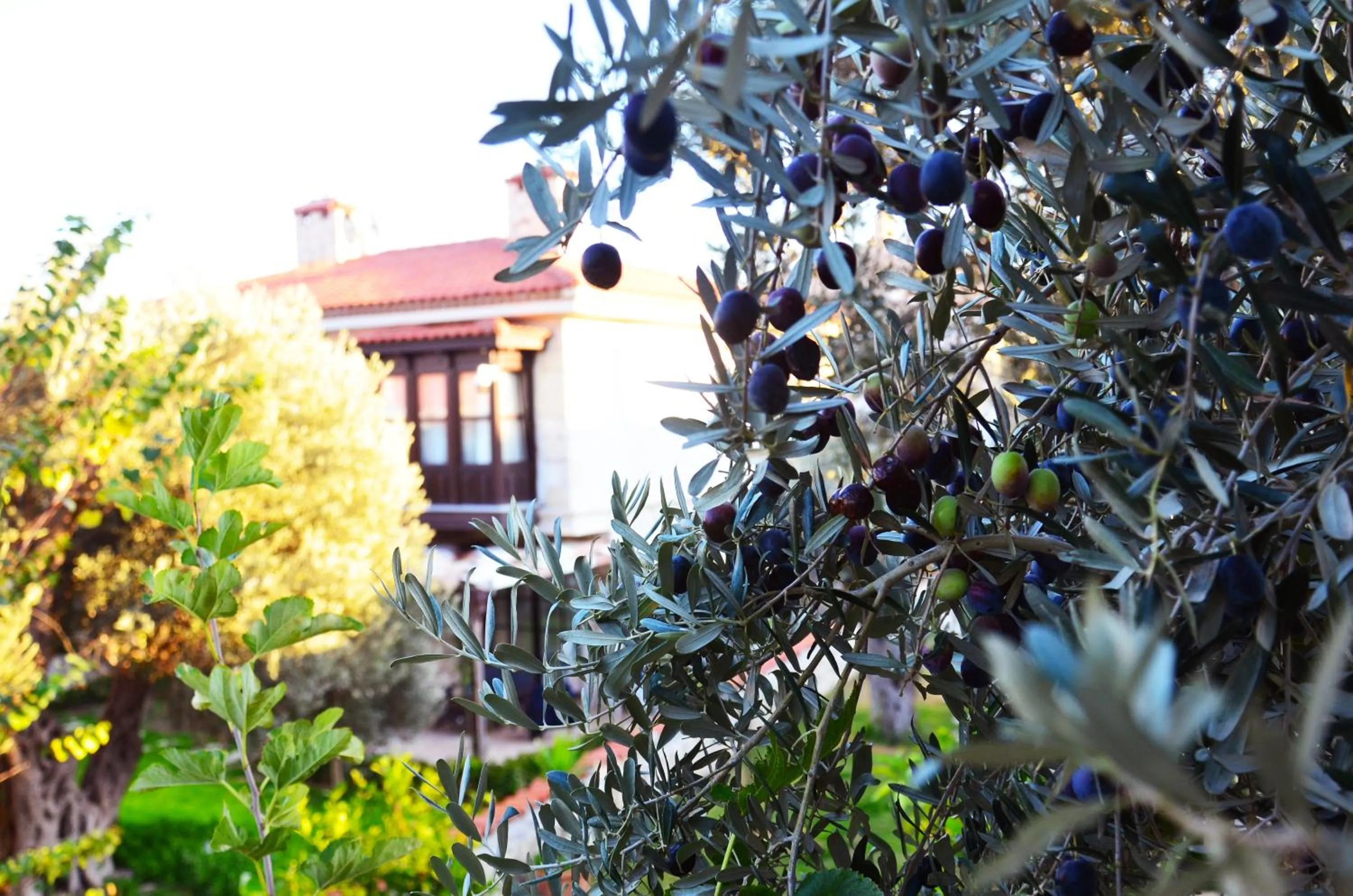 Day in Imren Han Hotel - Special Category