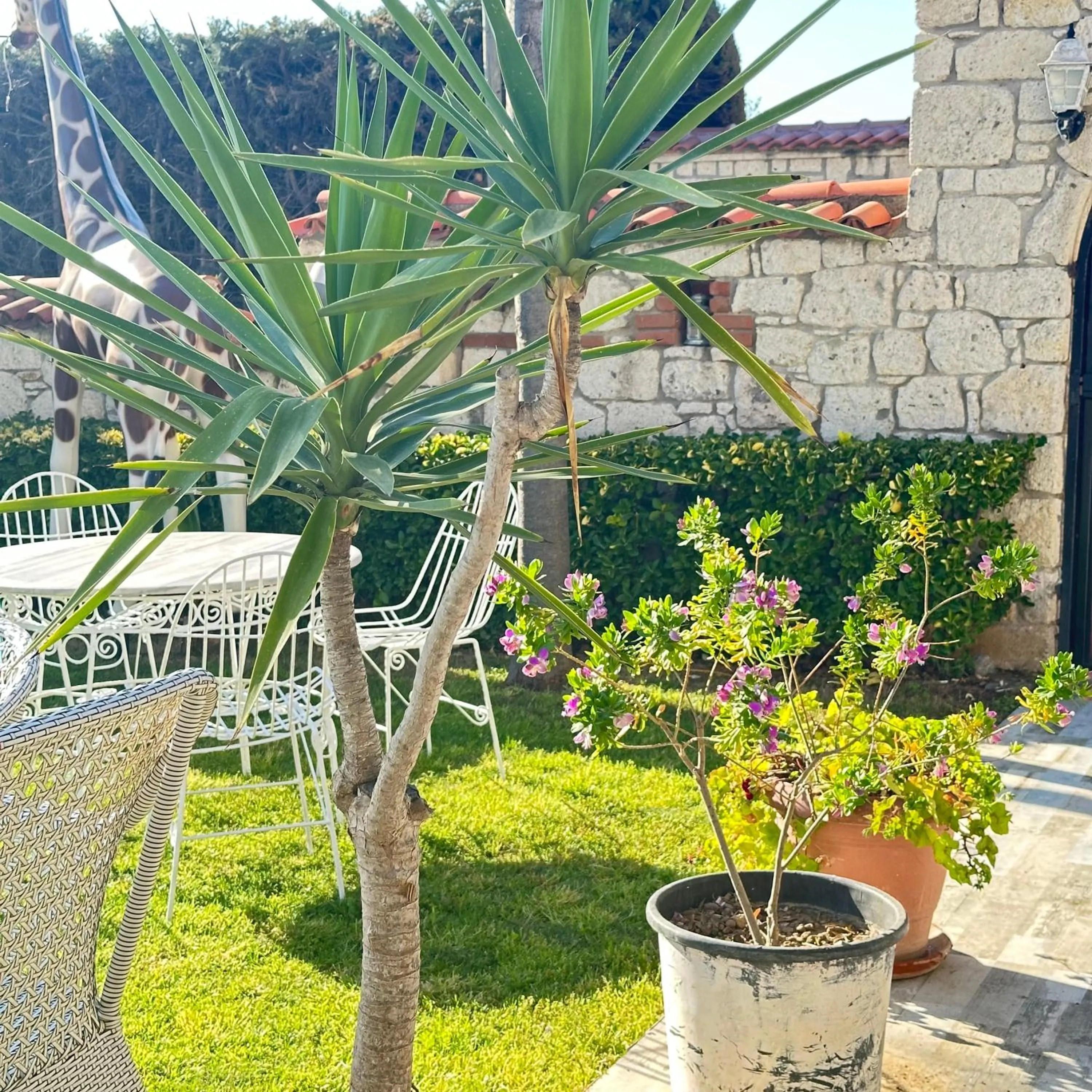 Garden in Imren Han Hotel - Special Category