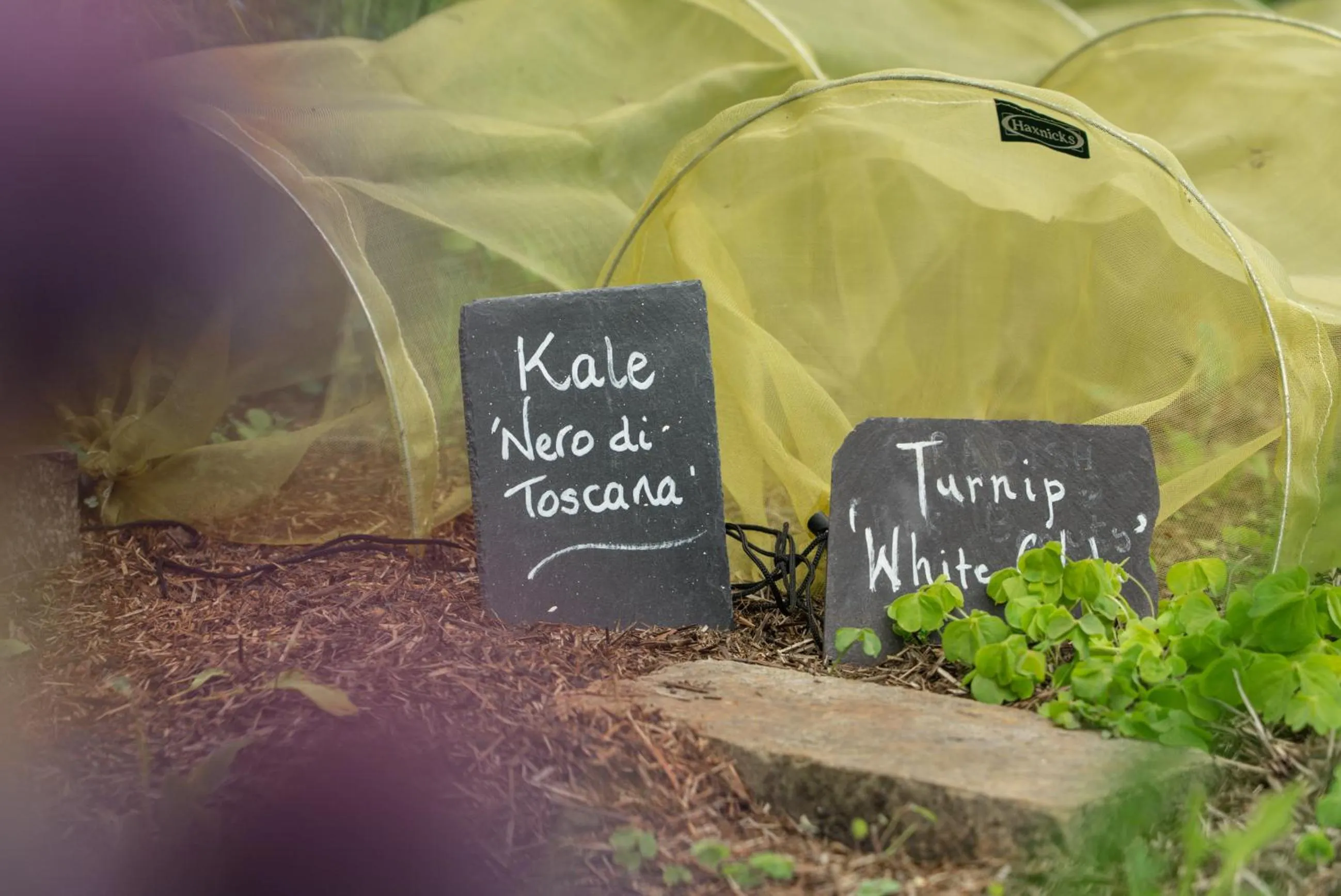 Restaurant/places to eat in Grays Court Hotel