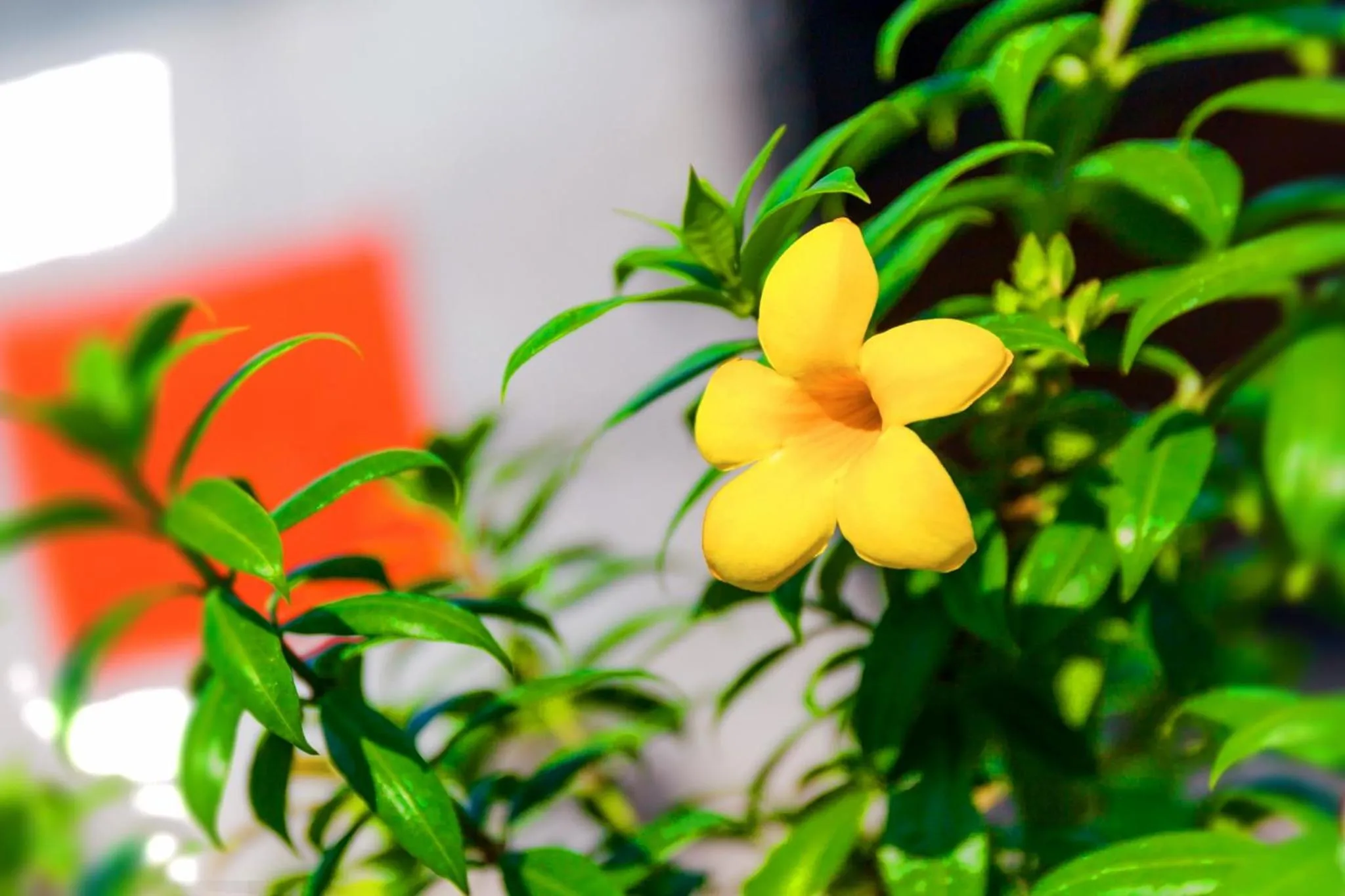 Decorative detail in The Sun resort Ratchaburi