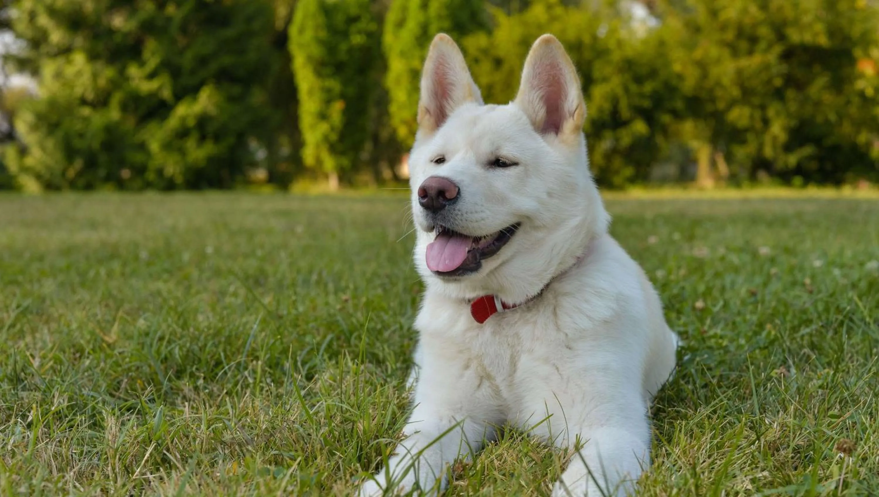 Other in American Inn & Suites Childress