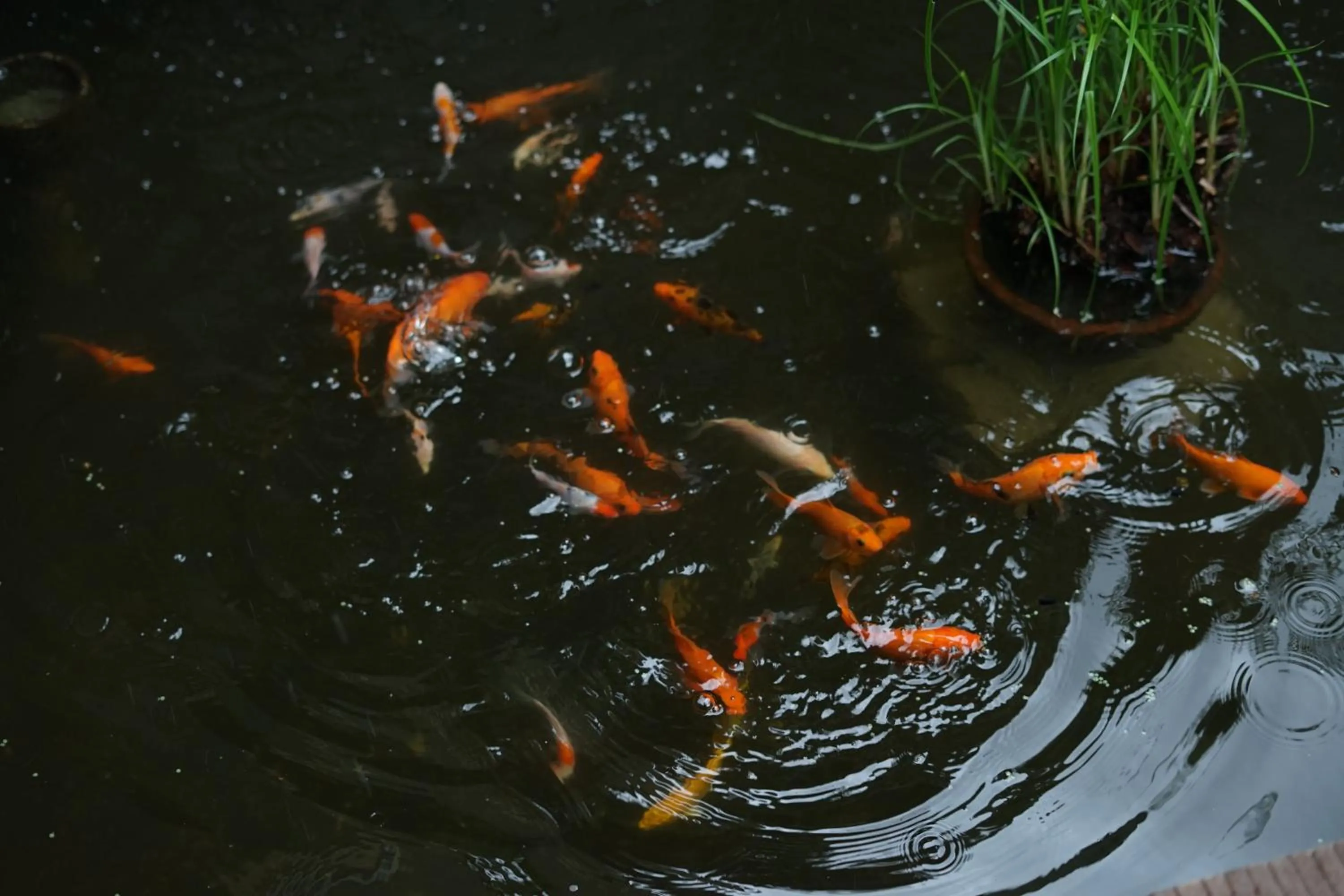 Lobby or reception in Sunsethouse Lombok