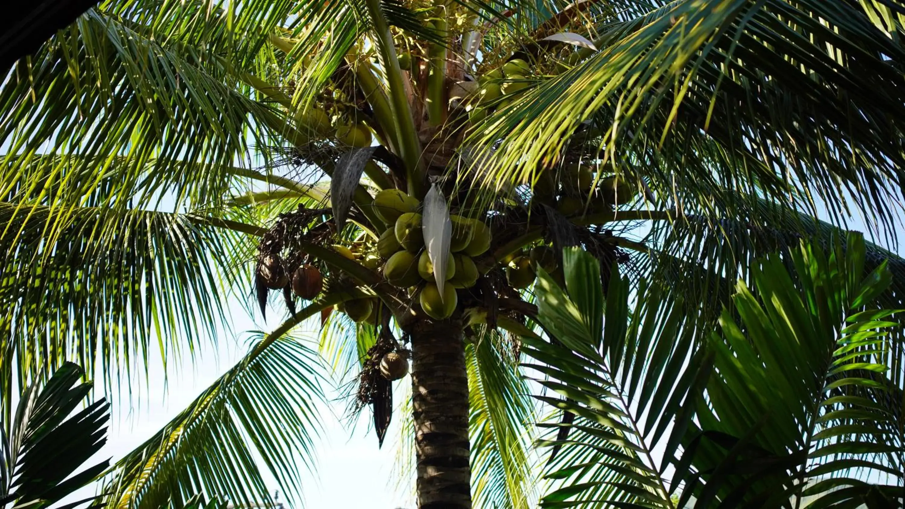 Property building in Baan Pitcha บ้านพิชชา Property building in Baan Pitcha บ้านพิชชา