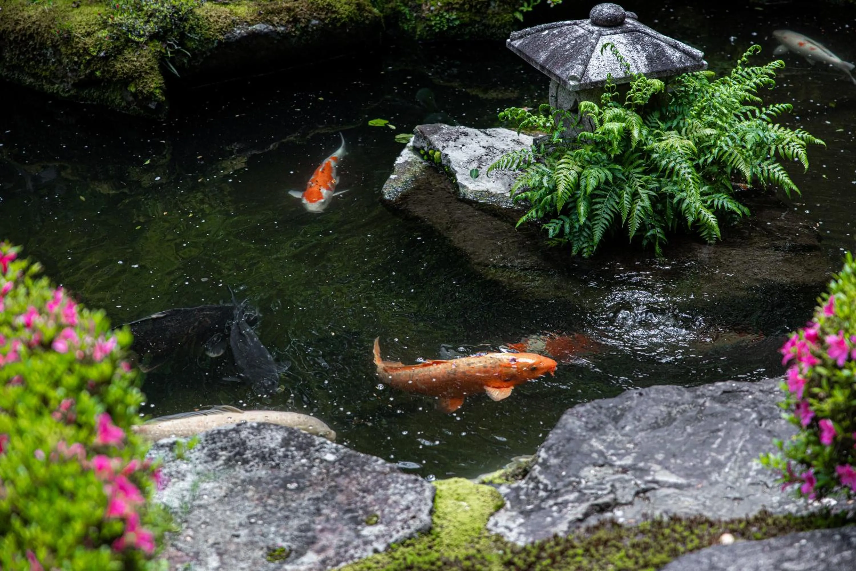 Garden in Japanese Ryokan Seryo