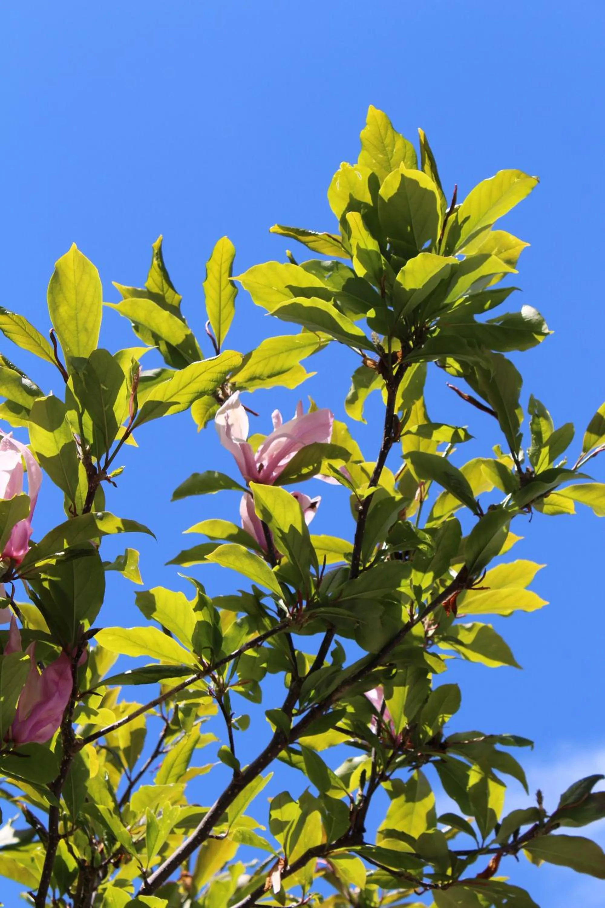 Garden in Hotel Glärnisch Hof