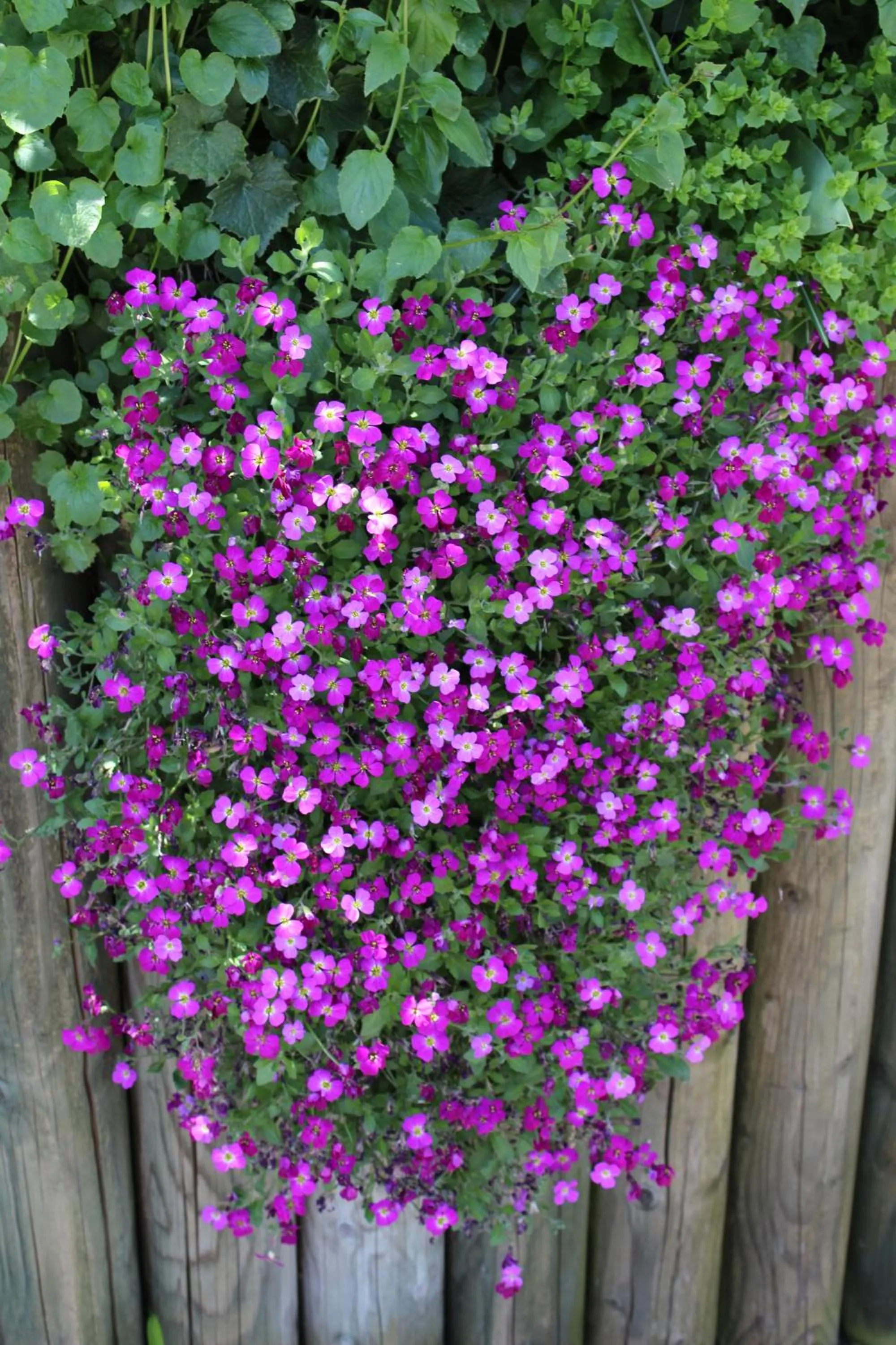 Garden in Hotel Glärnisch Hof