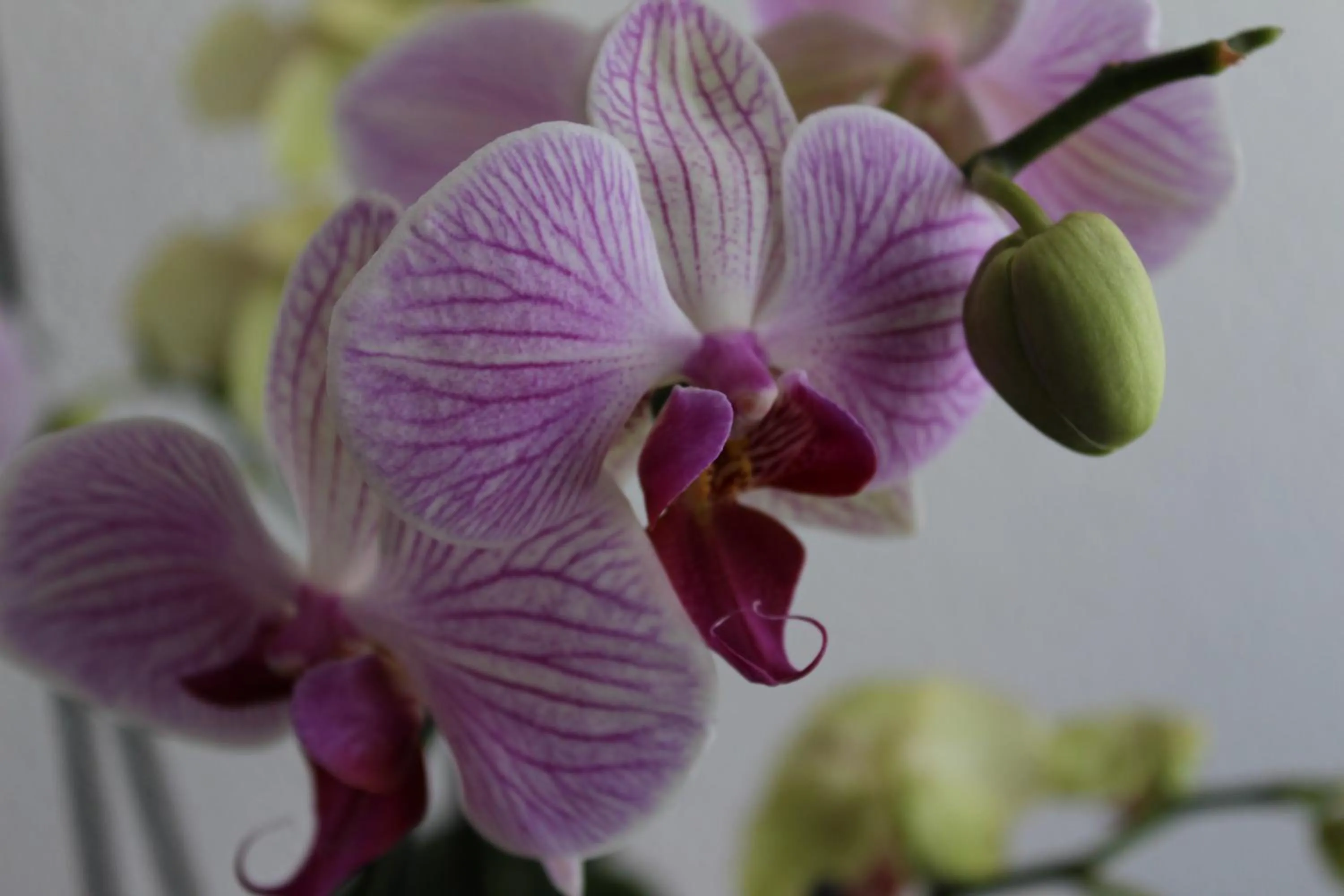 Decorative detail in Hotel Glärnisch Hof