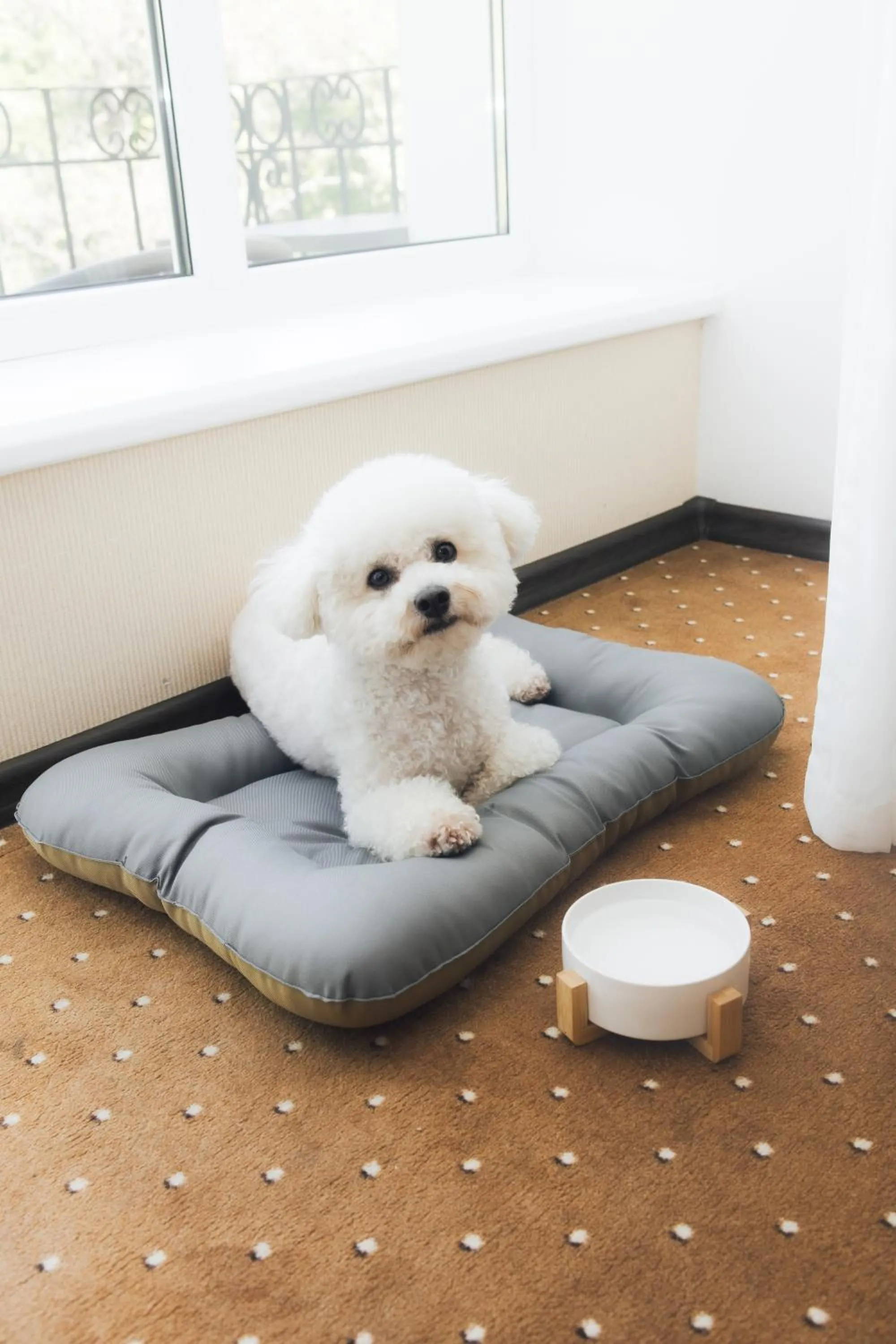 Pets in Alexandrovskiy Hotel