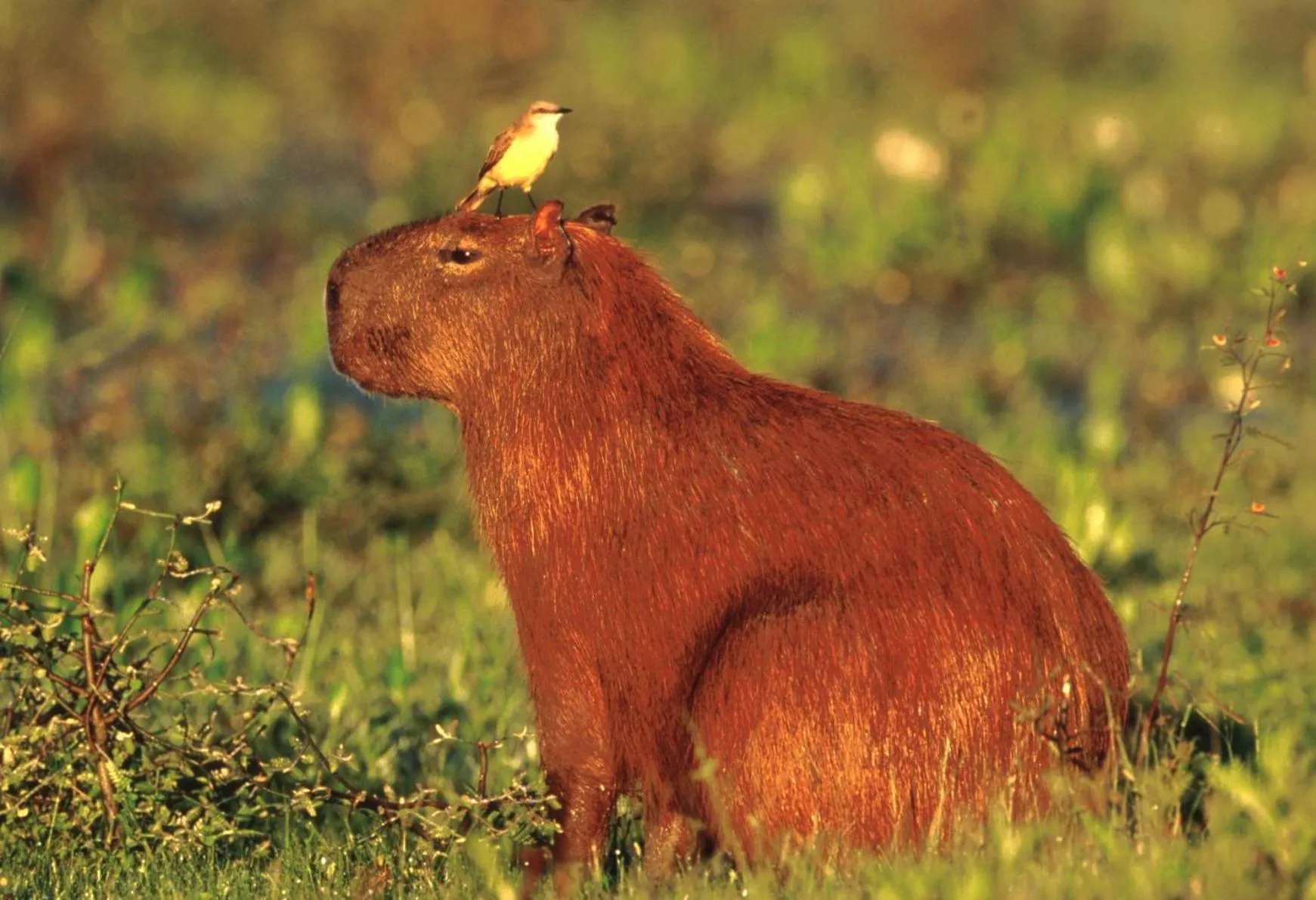 Day in Pousada Aguape