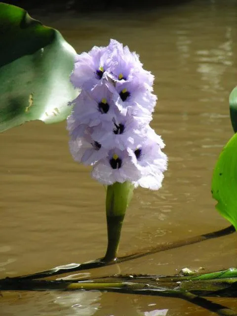 Day in Pousada Aguape