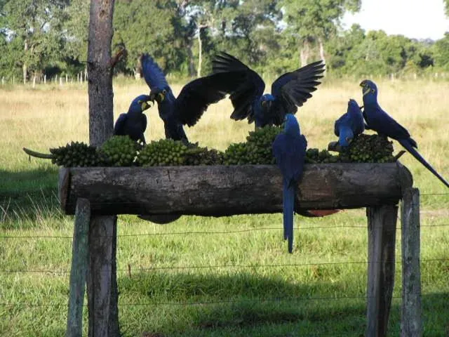 Day in Pousada Aguape