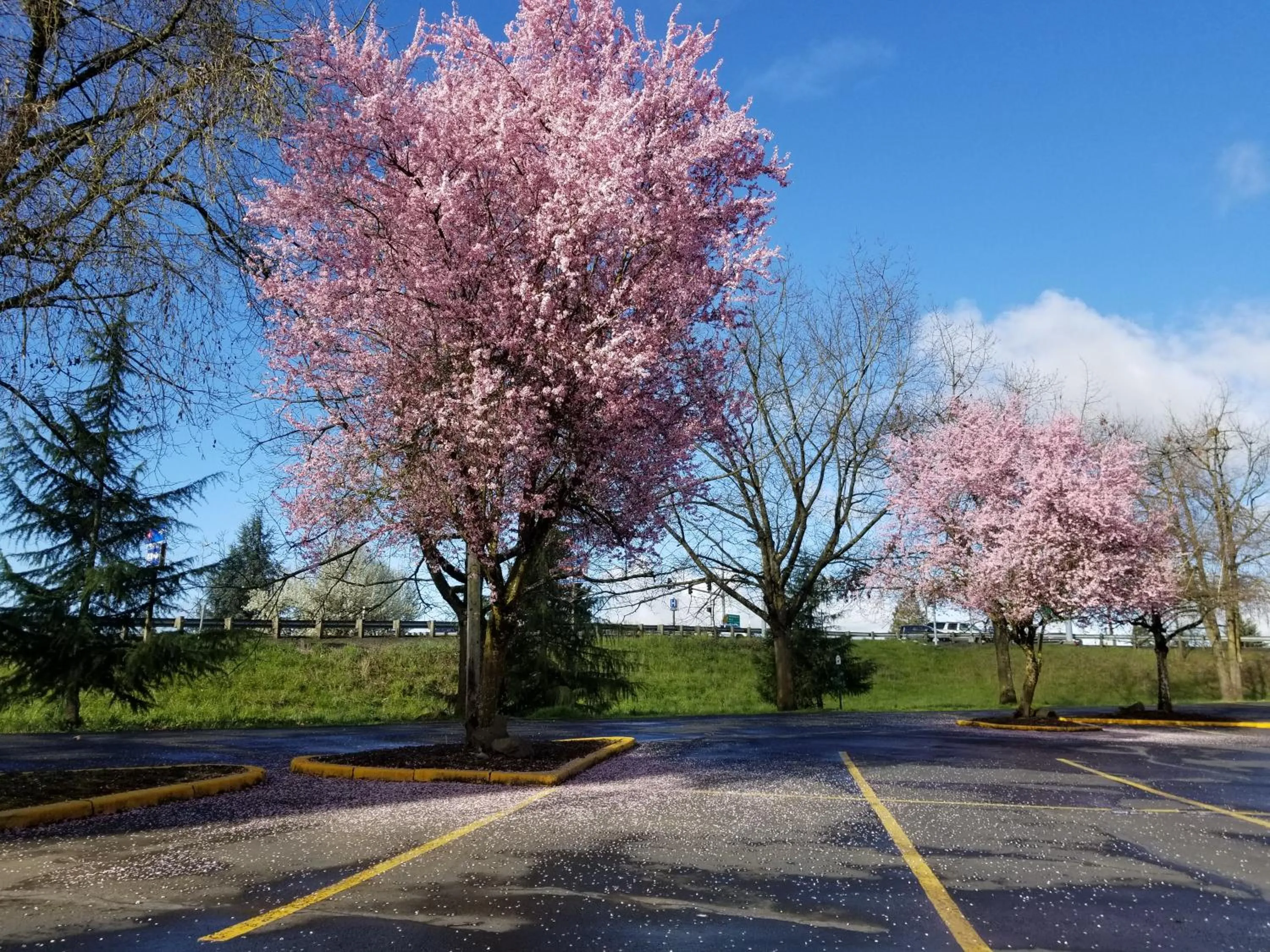 Natural landscape in Village Inn