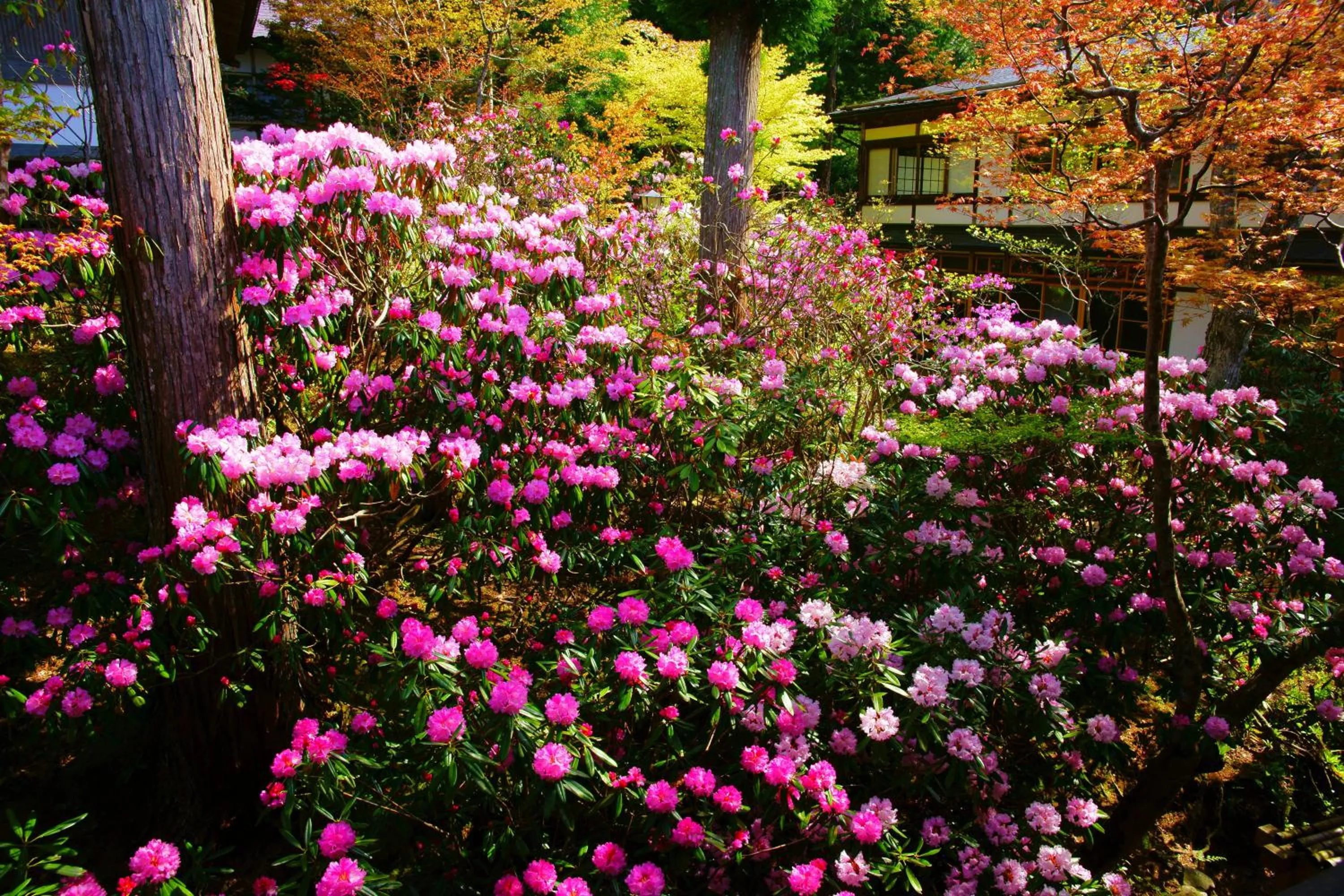 Garden in 高野山 宿坊 恵光院 -Koyasan Syukubo Ekoin Temple-
