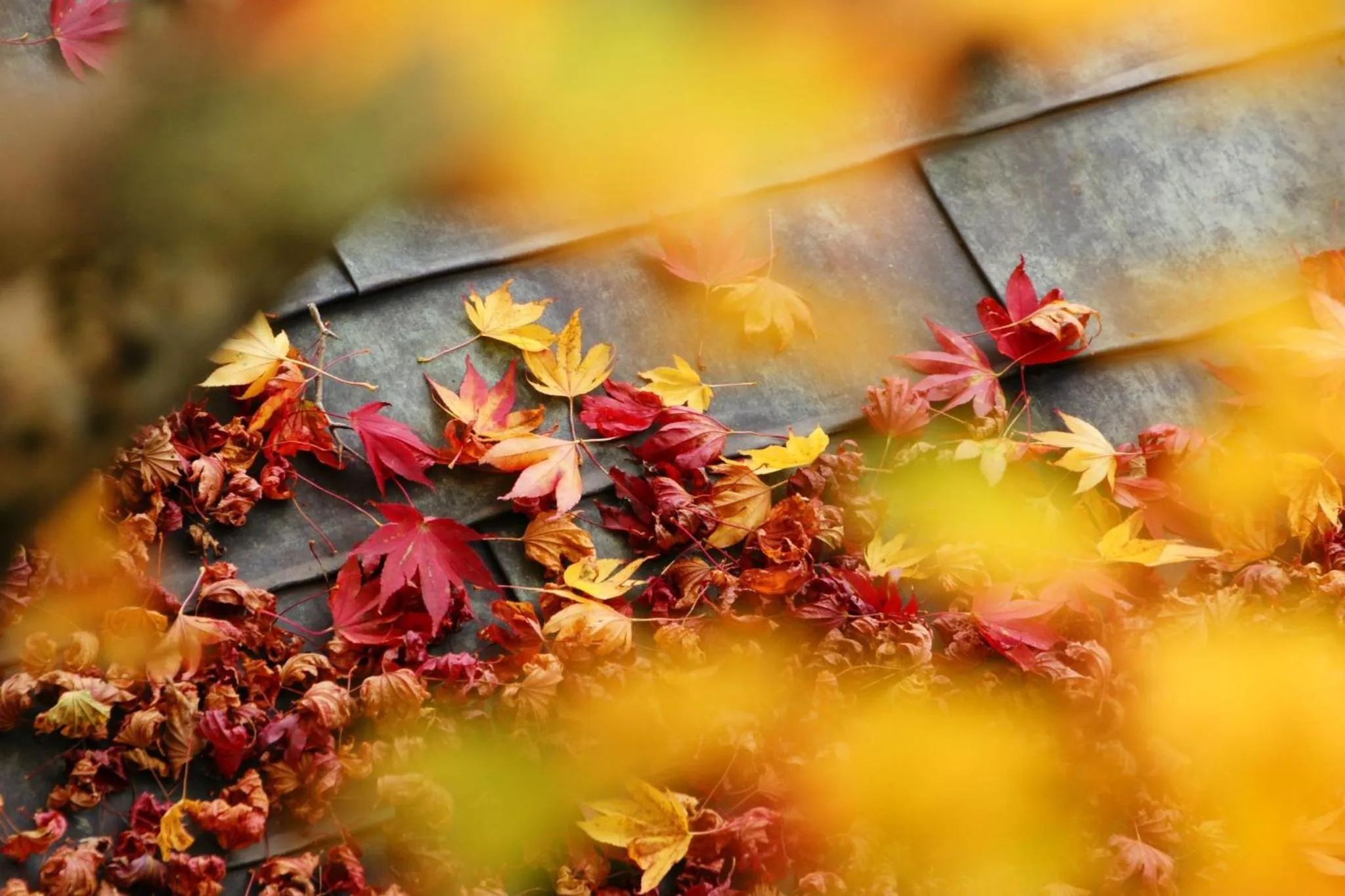 Other in 高野山 宿坊 恵光院 -Koyasan Syukubo Ekoin Temple-