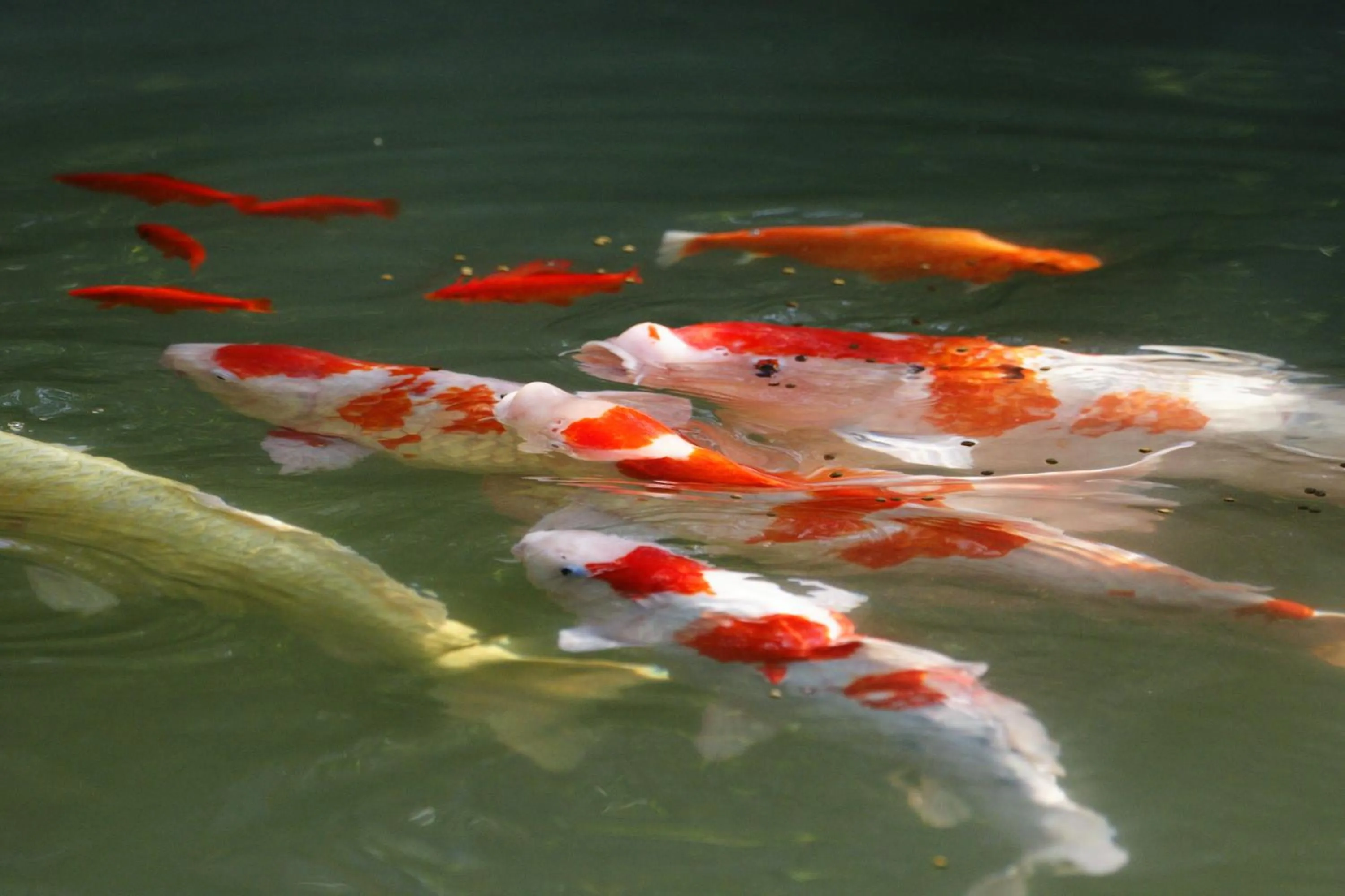 Garden in 高野山 宿坊 恵光院 -Koyasan Syukubo Ekoin Temple-