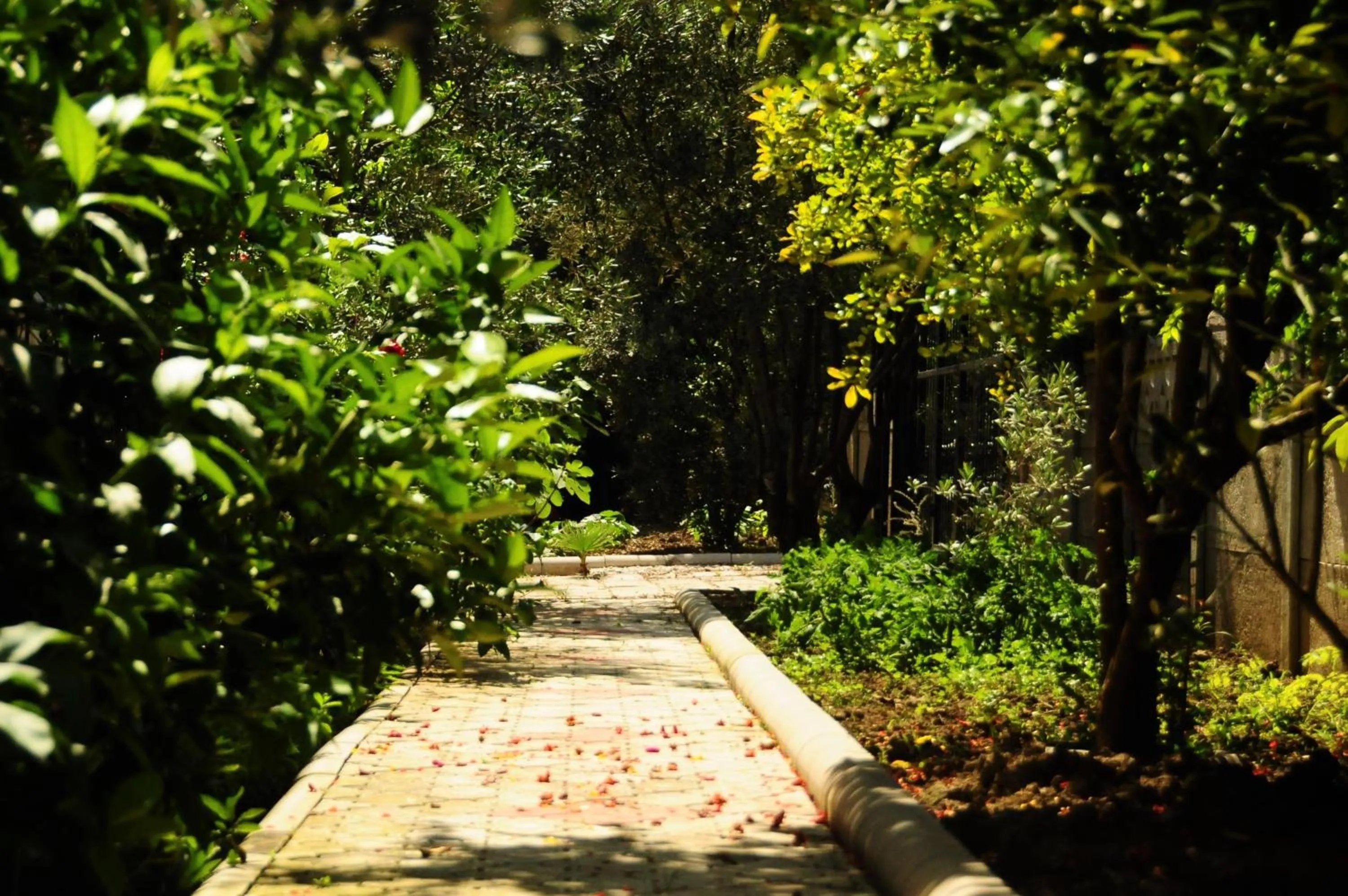 Garden in Kerem Apart Hotel