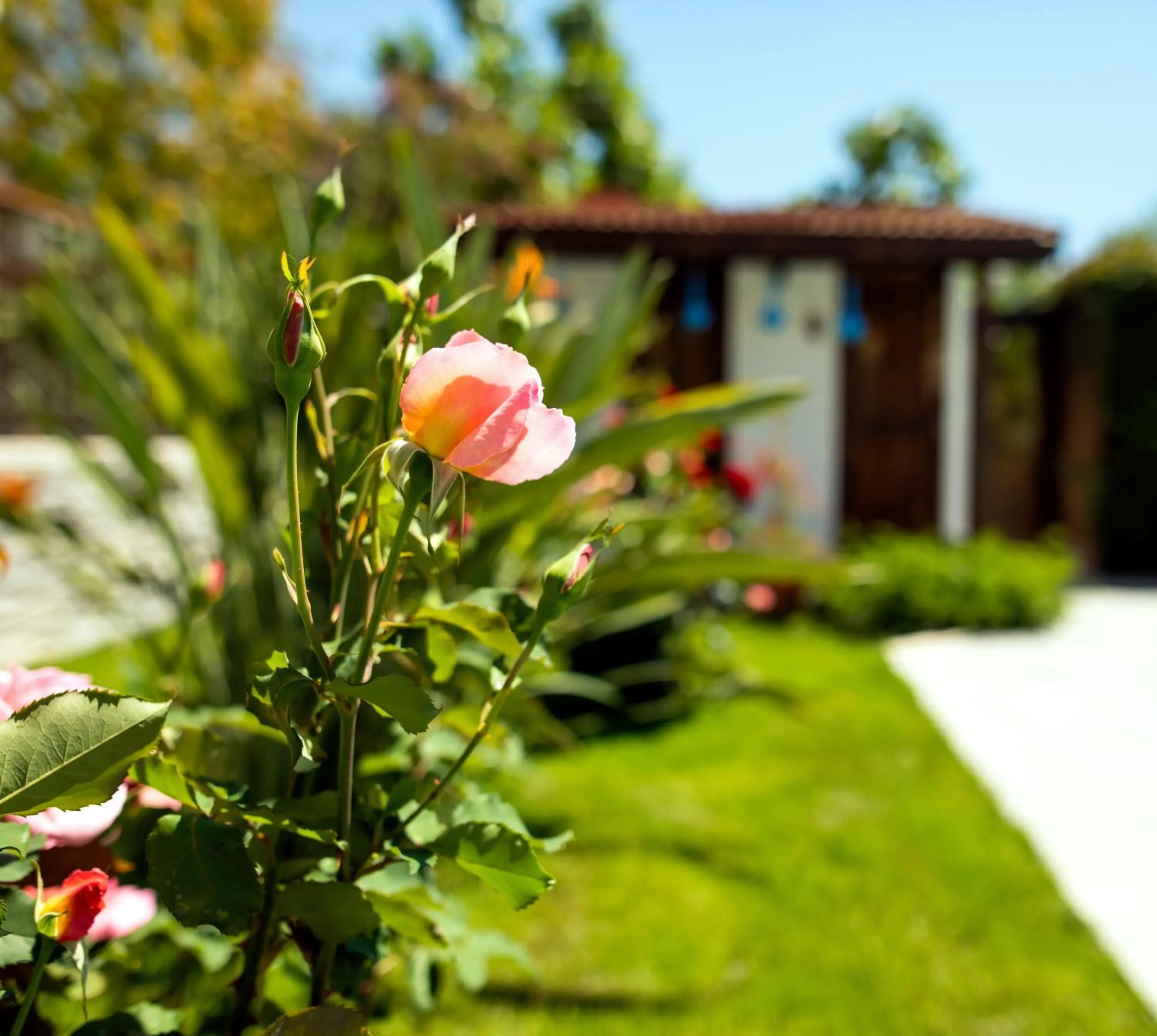 Garden in Kerem Apart Hotel