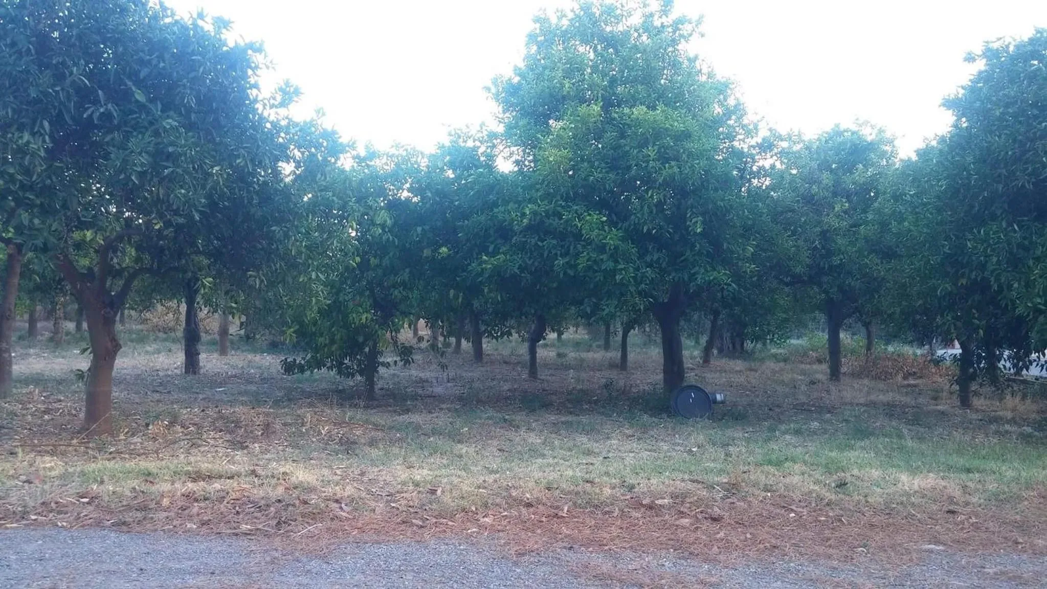 Natural landscape in Taygetos