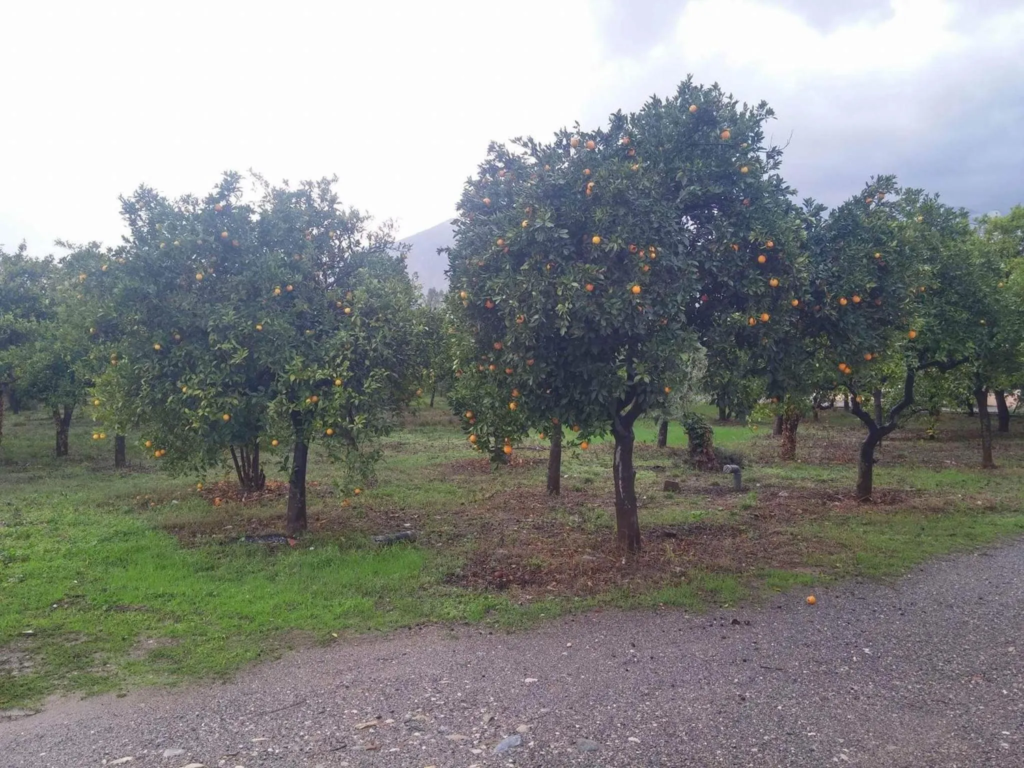 Natural landscape in Taygetos