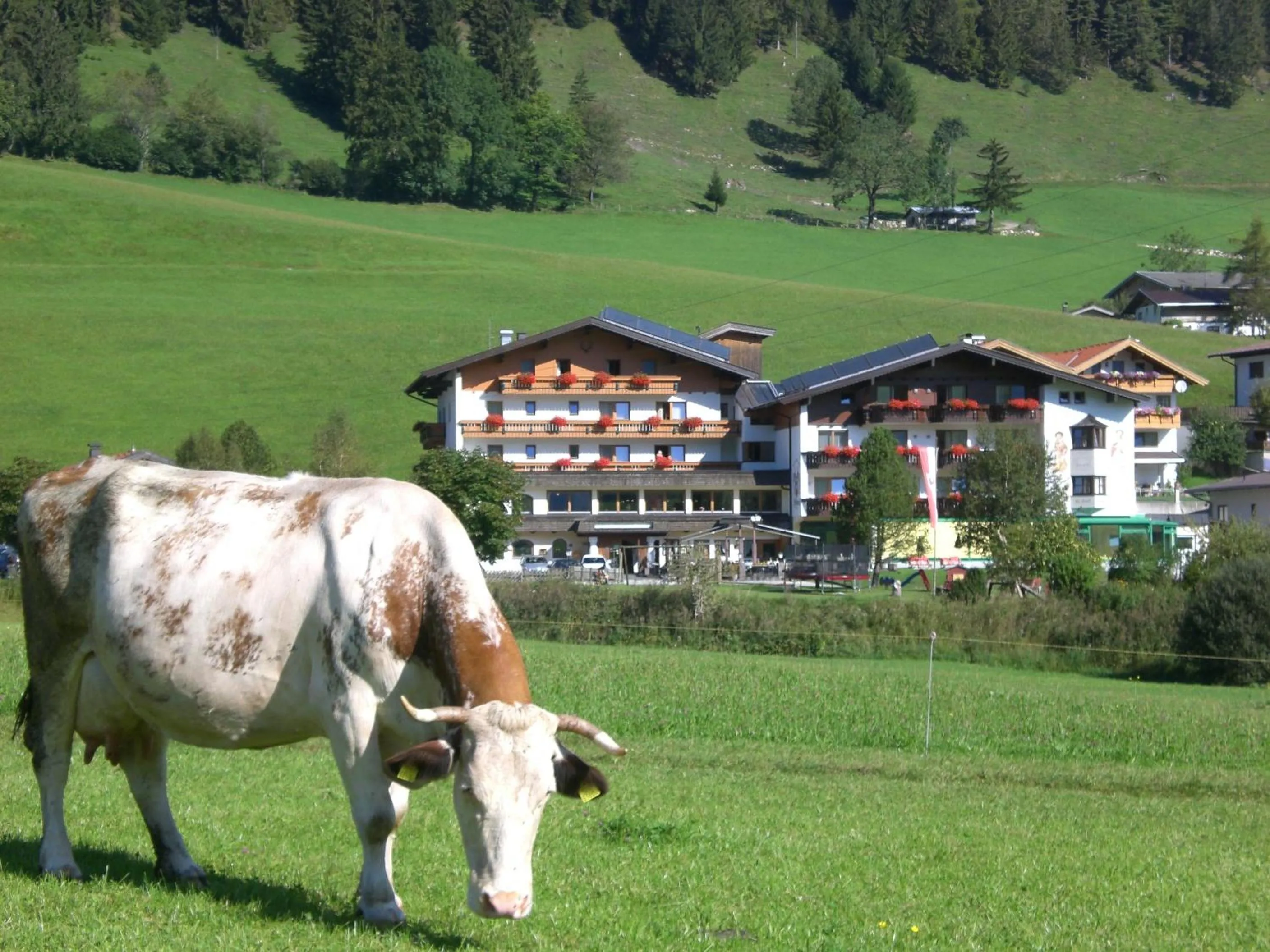 Area and facilities in Hotel Wildauerhof