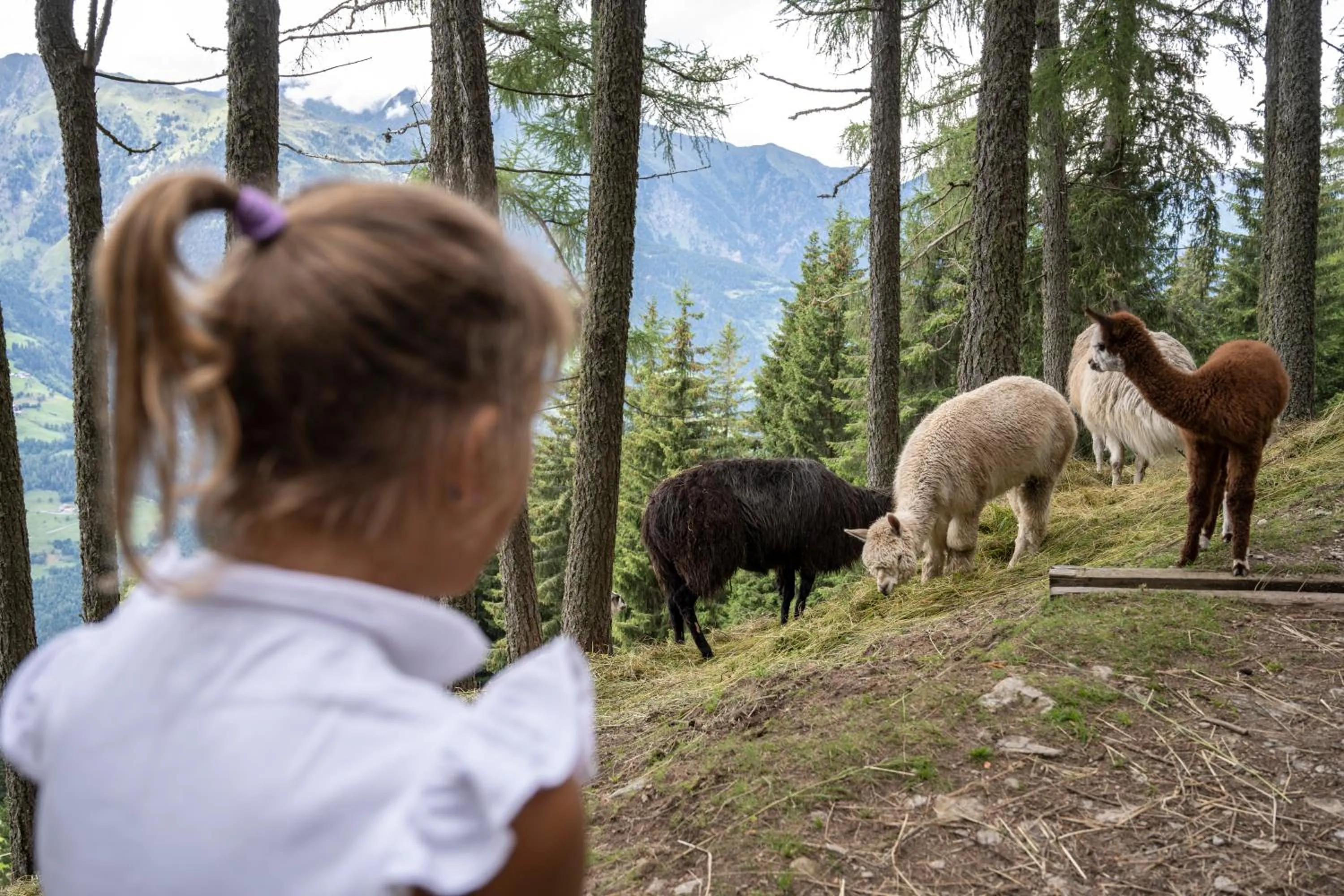 Animals in Taser Alm