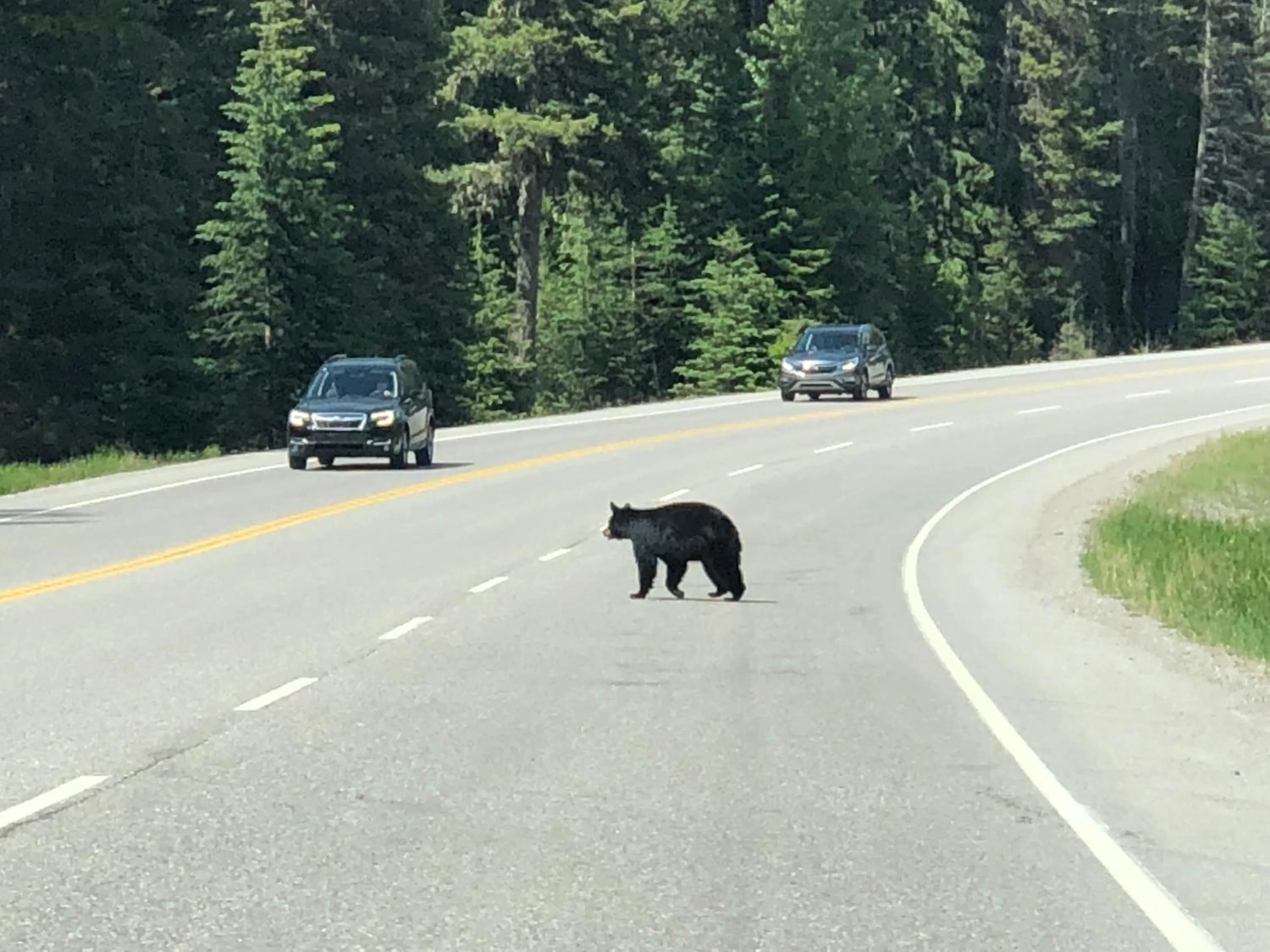 Animals in Piccadilly Motel