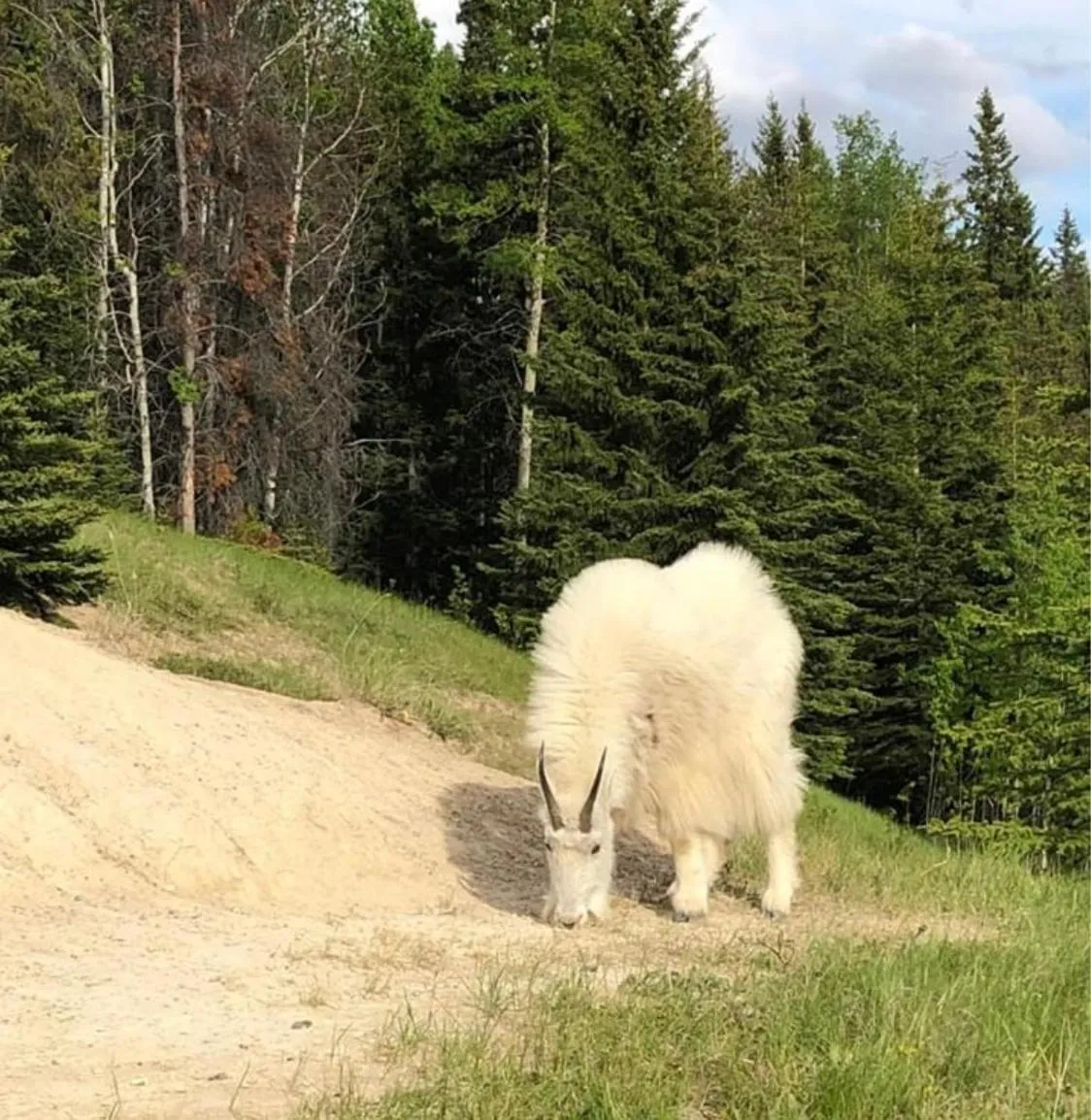 Animals in Piccadilly Motel