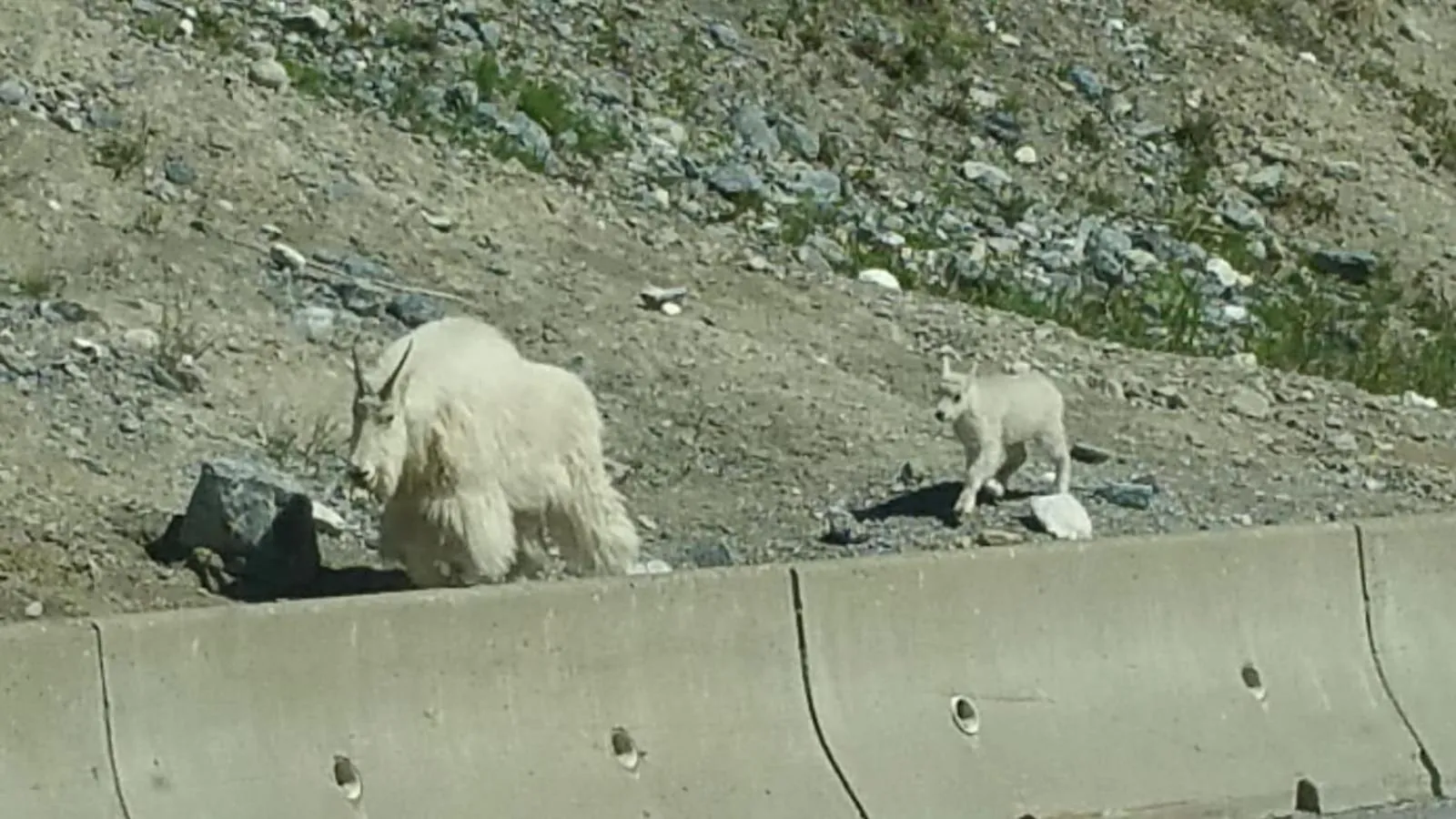 Animals in Piccadilly Motel