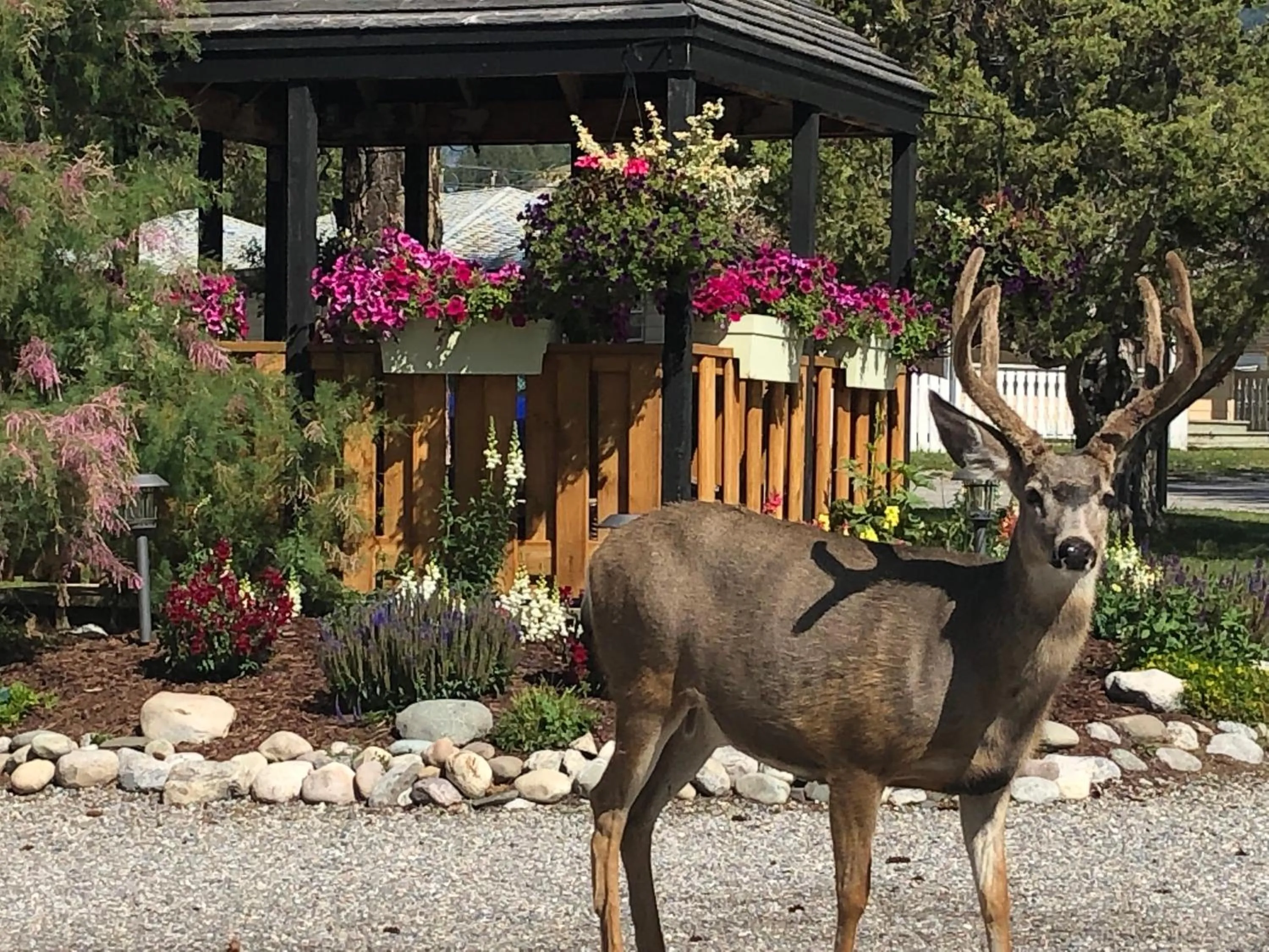 Animals in Piccadilly Motel