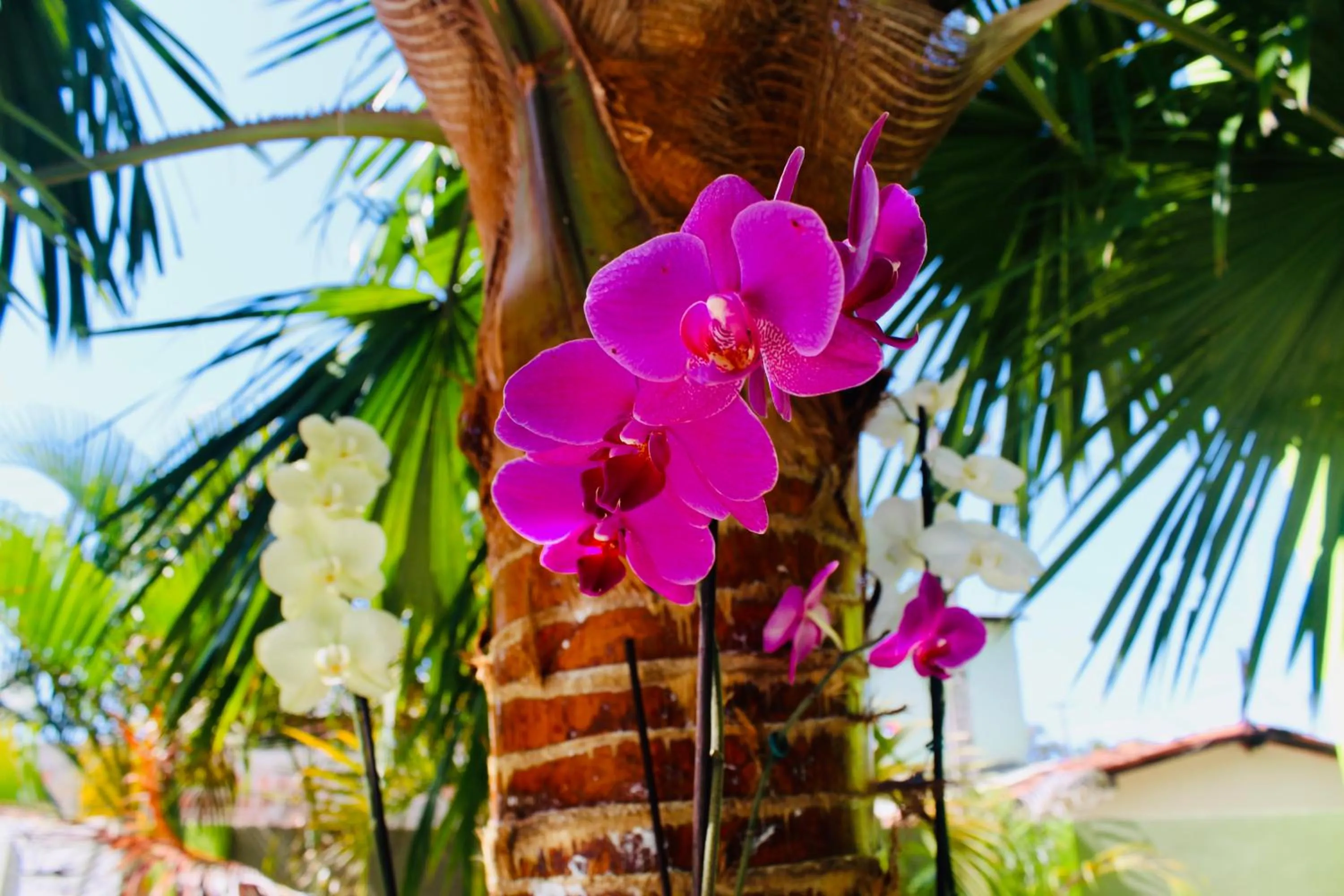 Garden in Pousada o Caribe de Maragogi