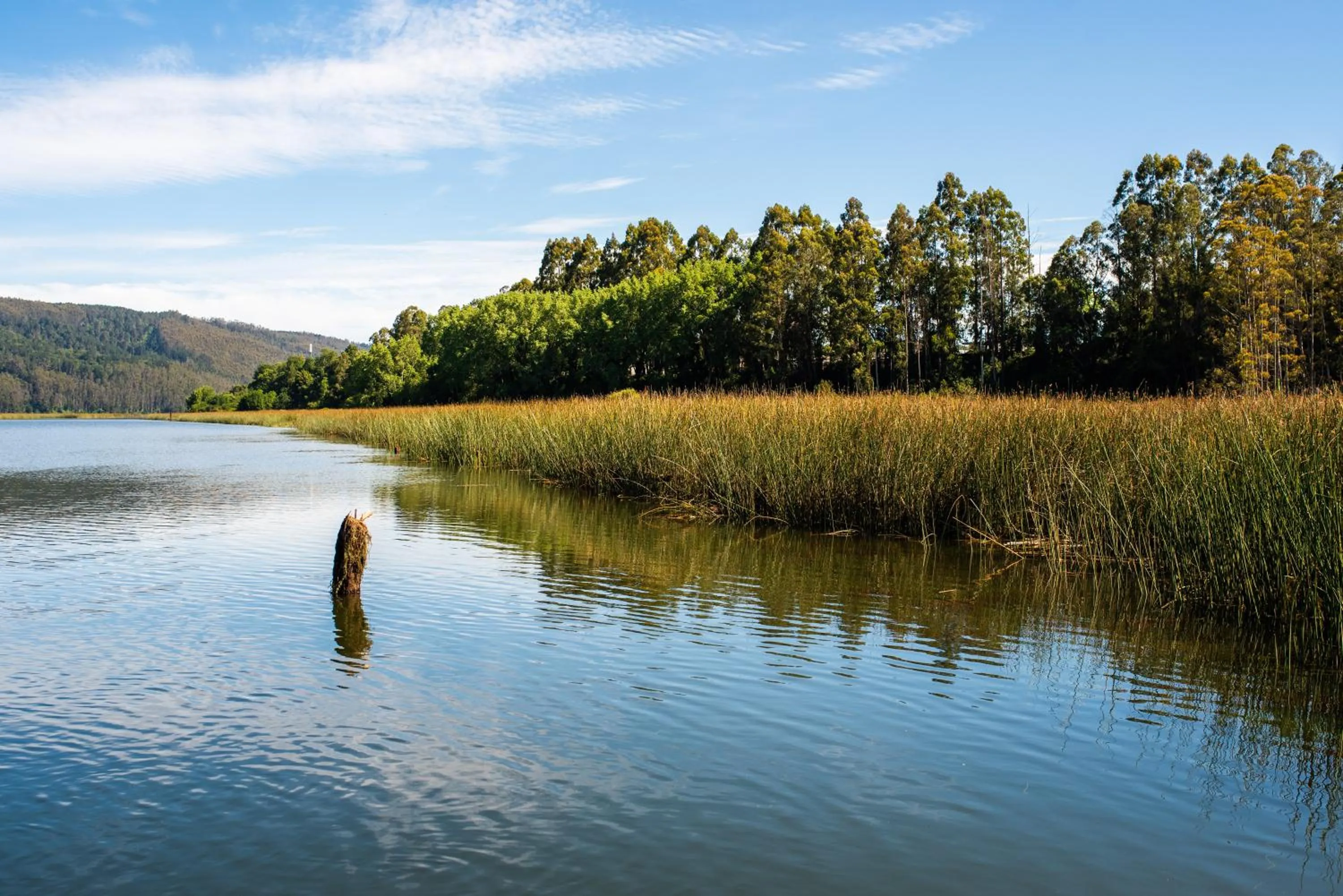 Garden in Hotel Puerta del Sur