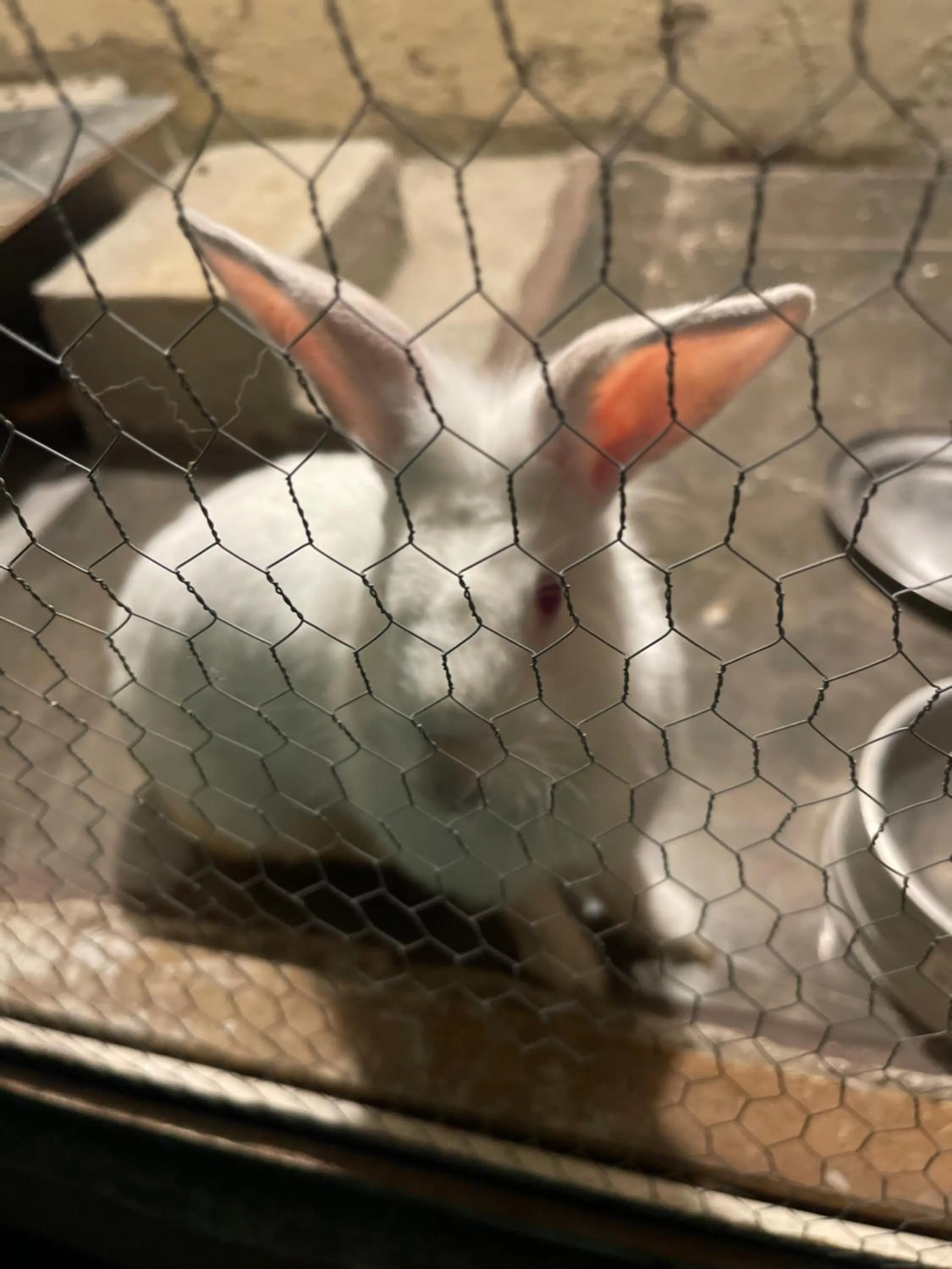 Pets in Pousada Bon Vivant