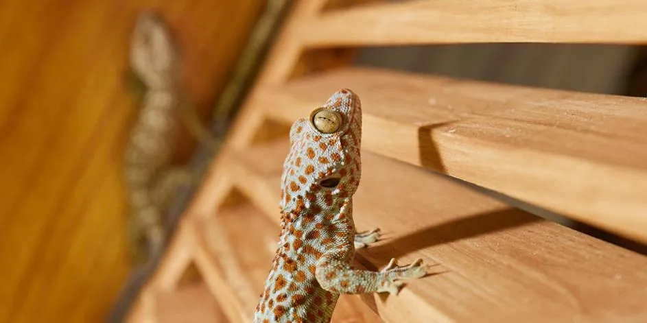 Pearl Beach Resort Gili Asahan